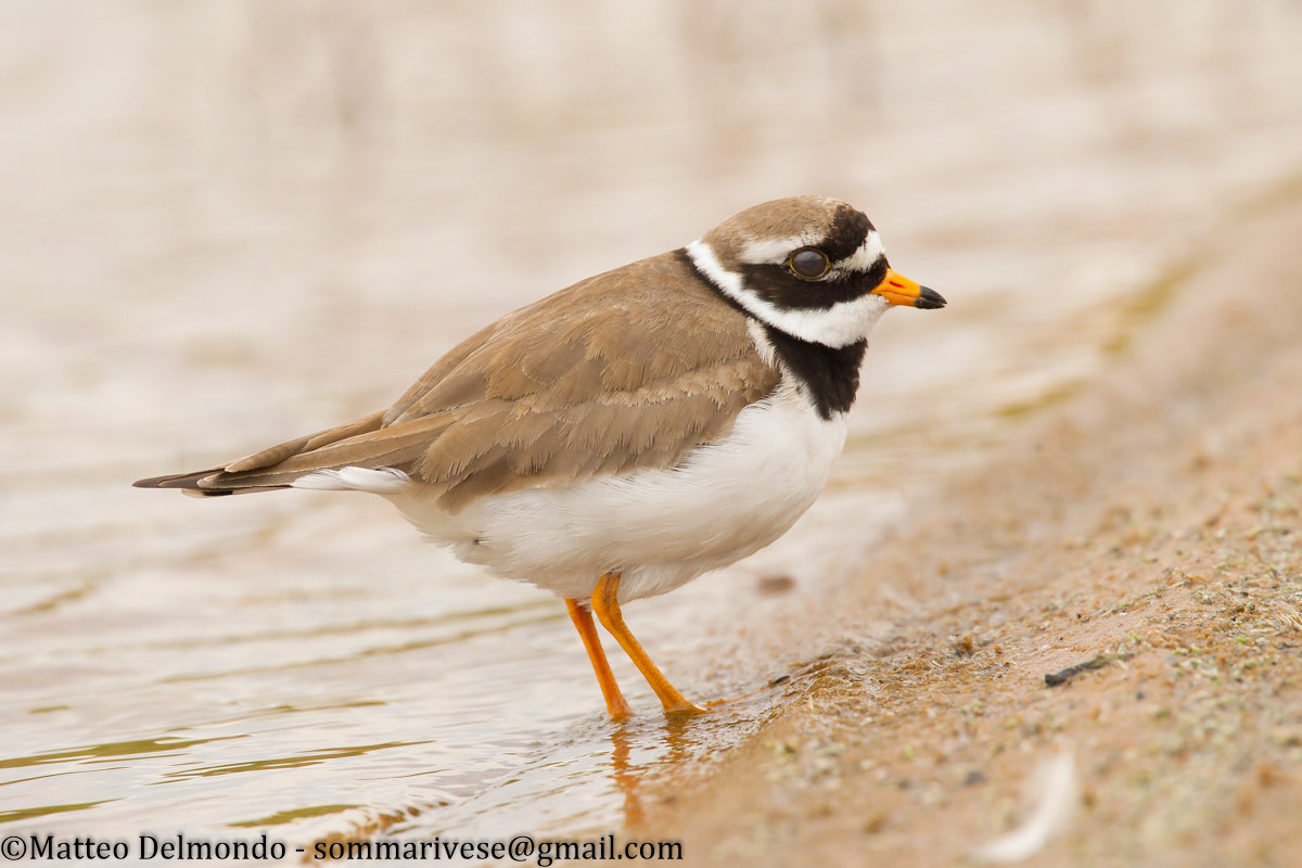 Ringed Plover