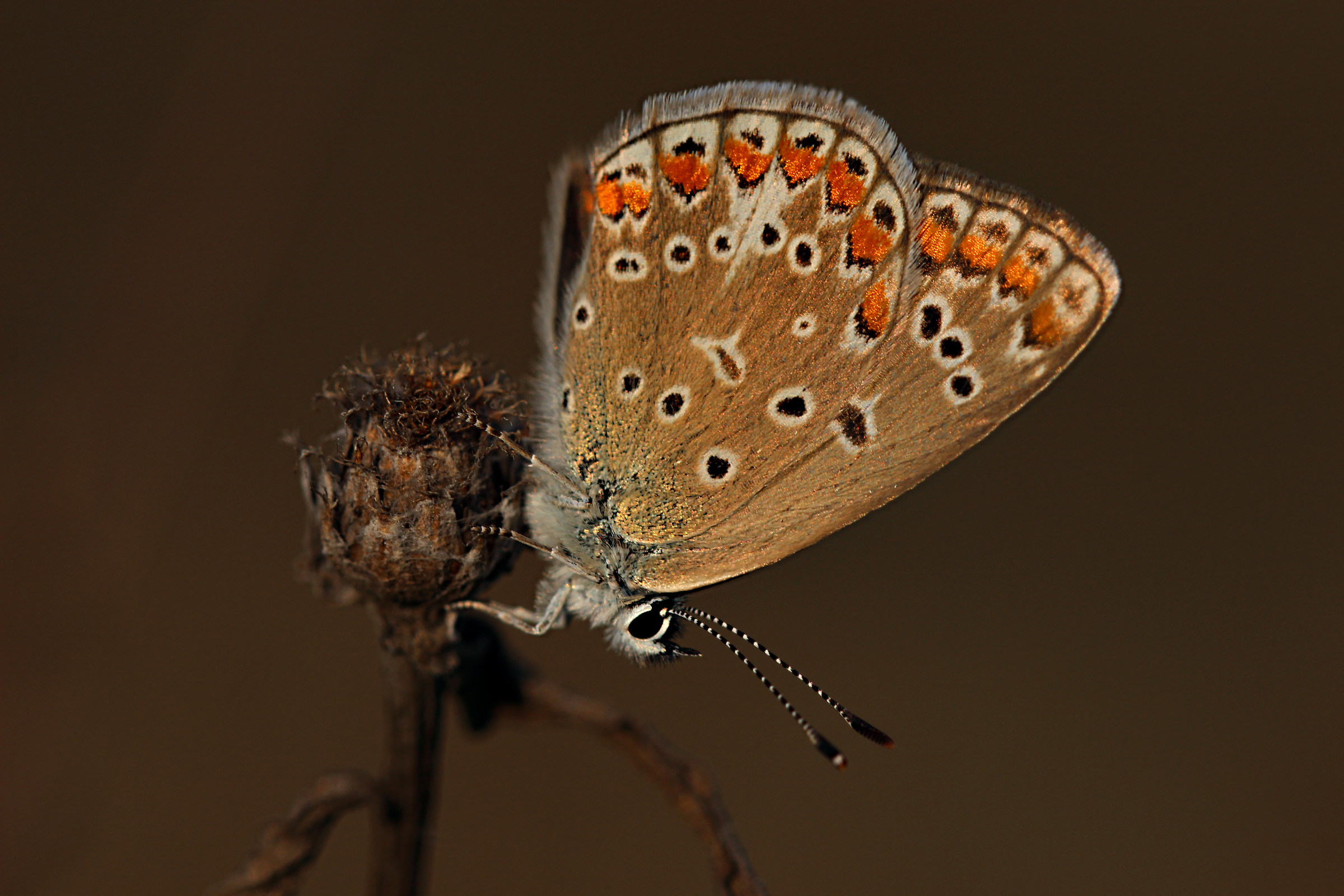 Aricia agestis