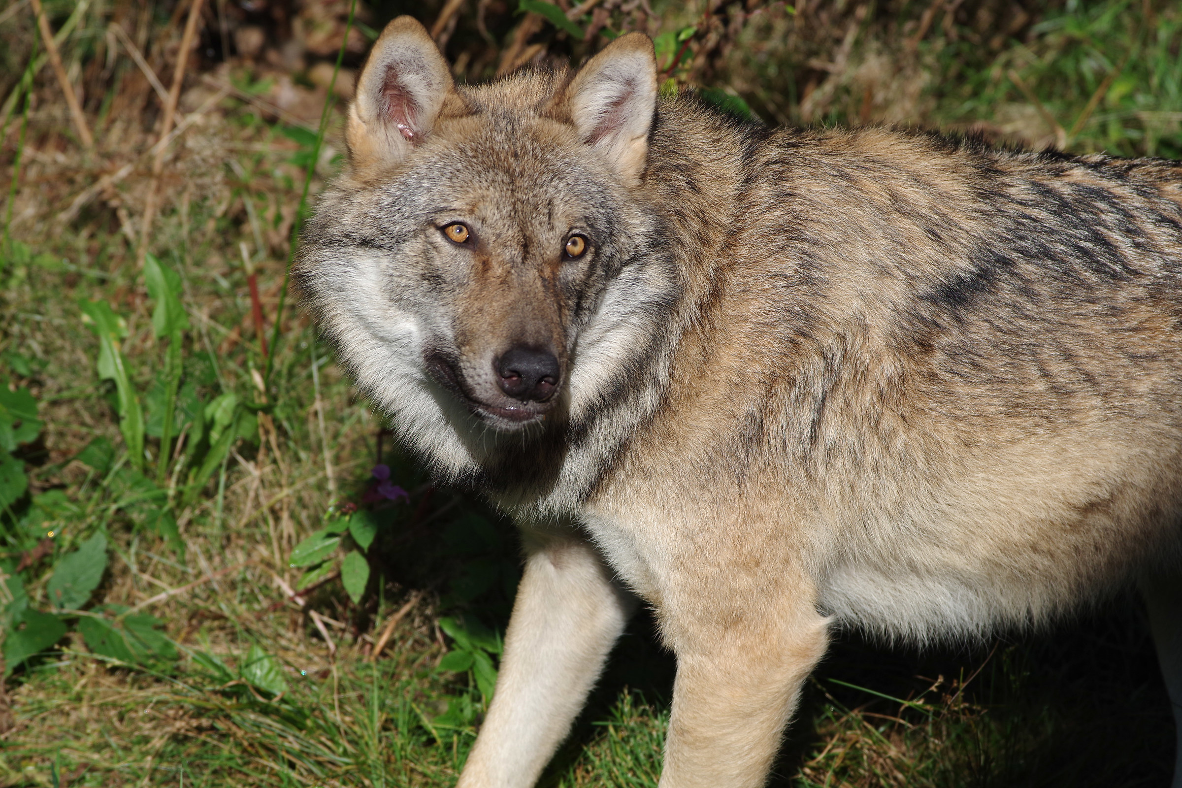 Wolf in captivity at the Bayerischer Wald II