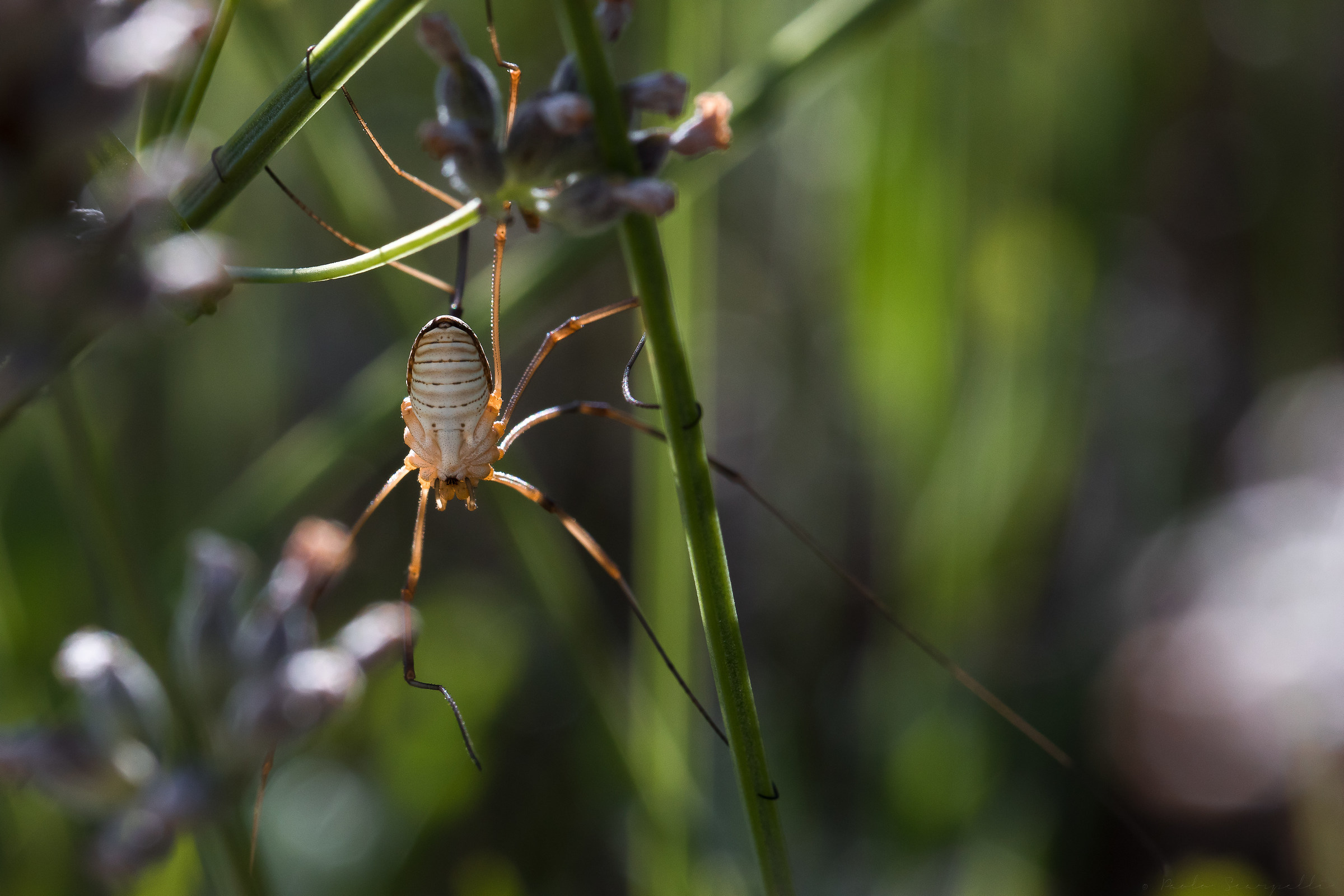 Harvestman!