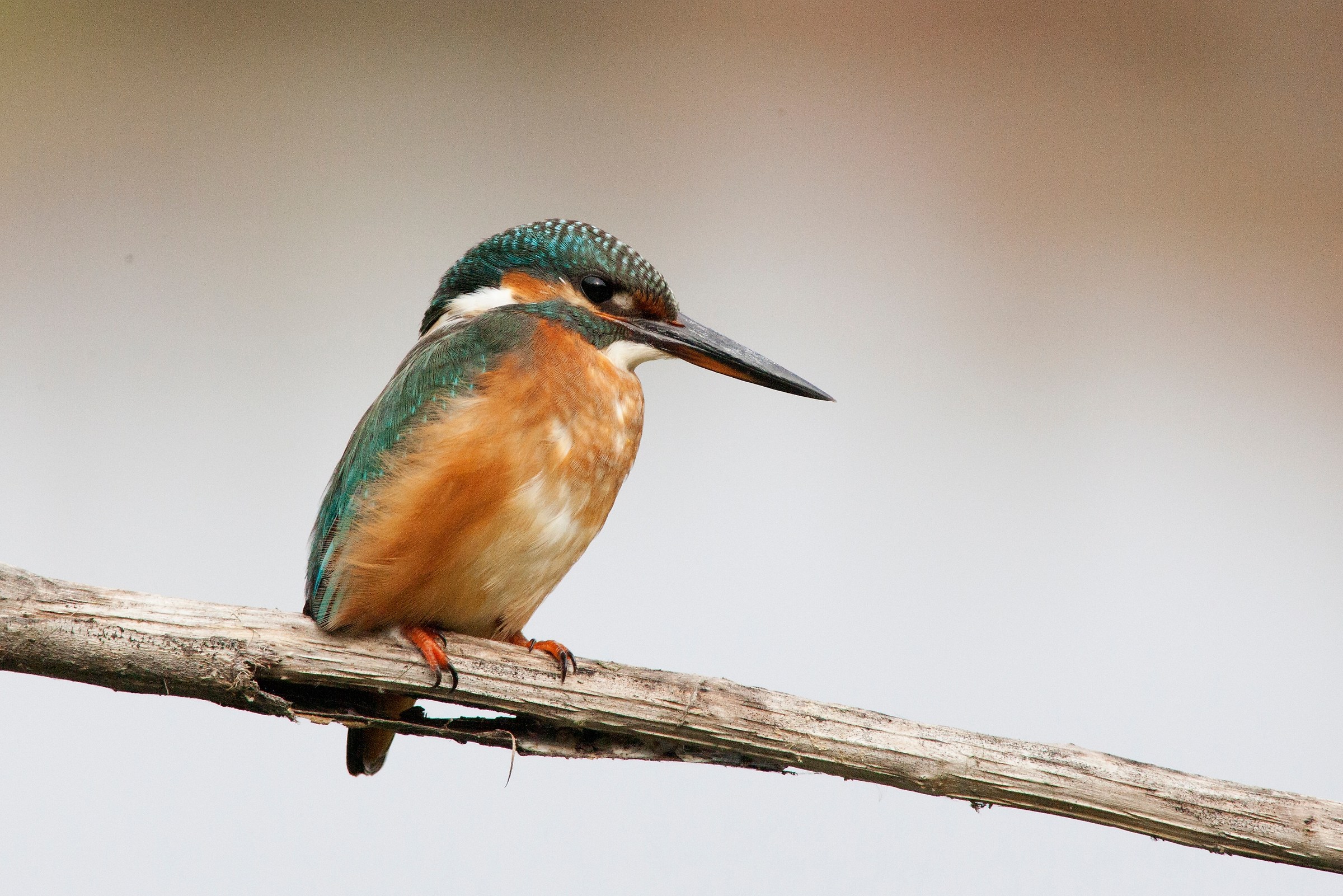 Martin pescatore femmina