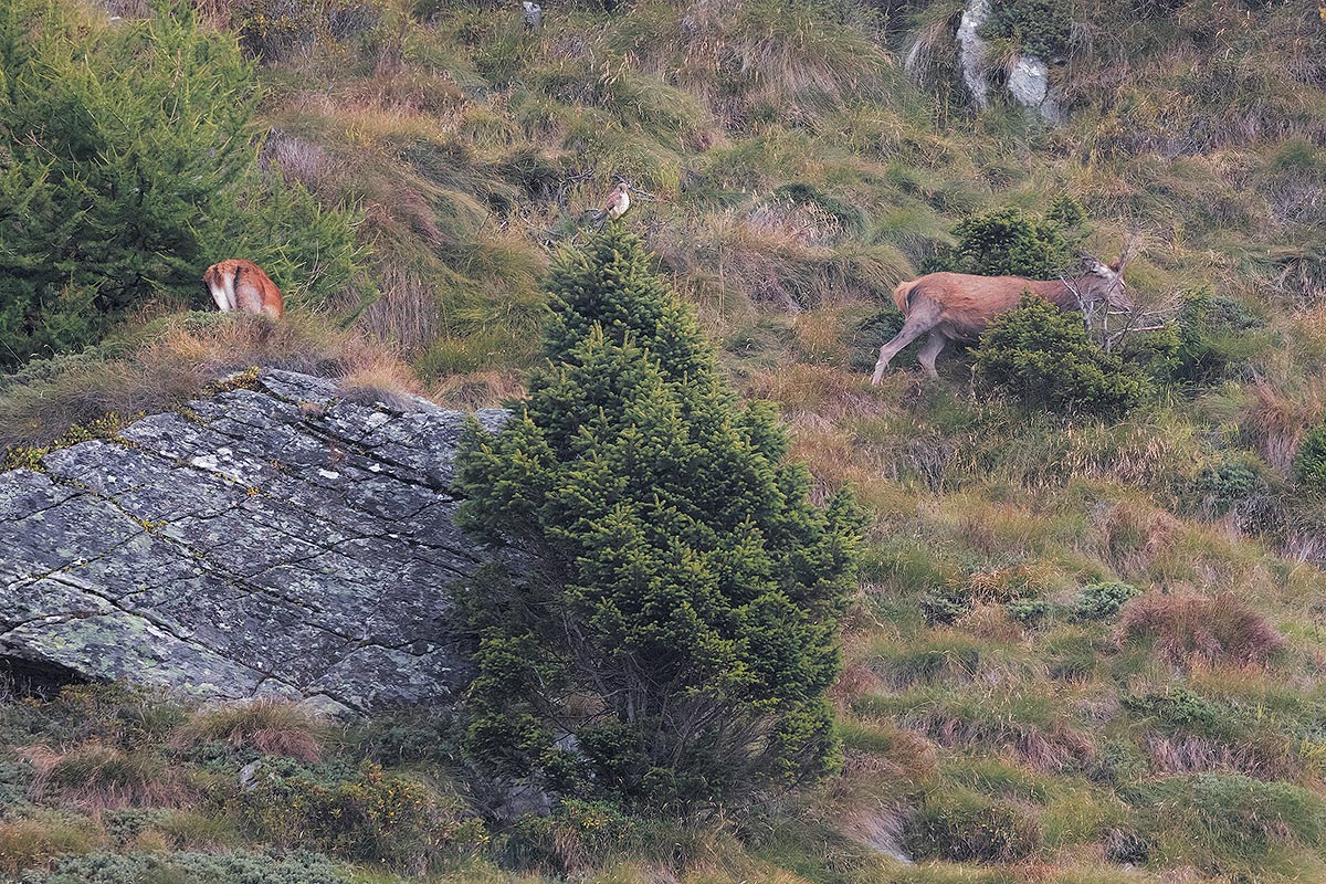 And the kestrel is watching
