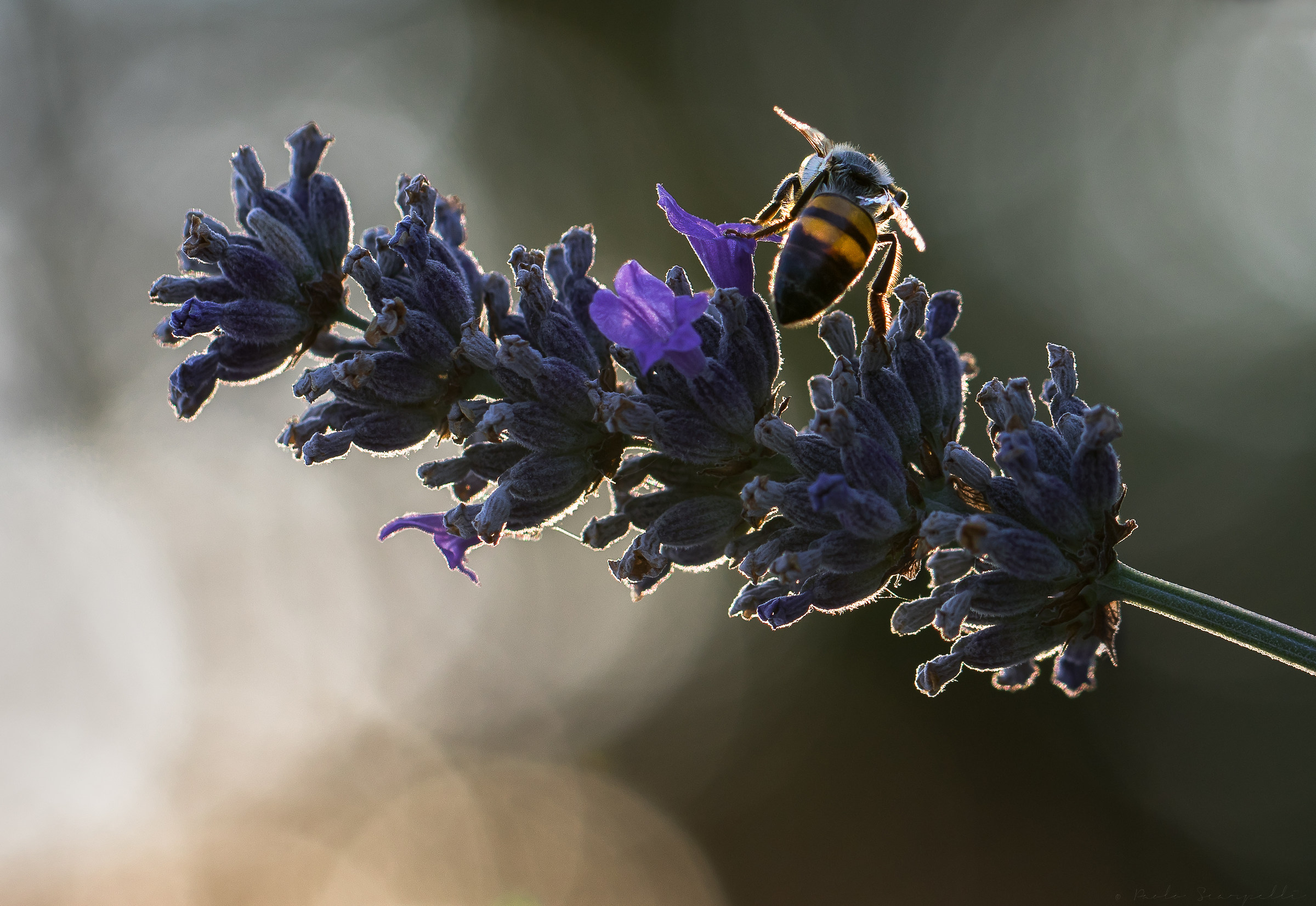 Bee sunset