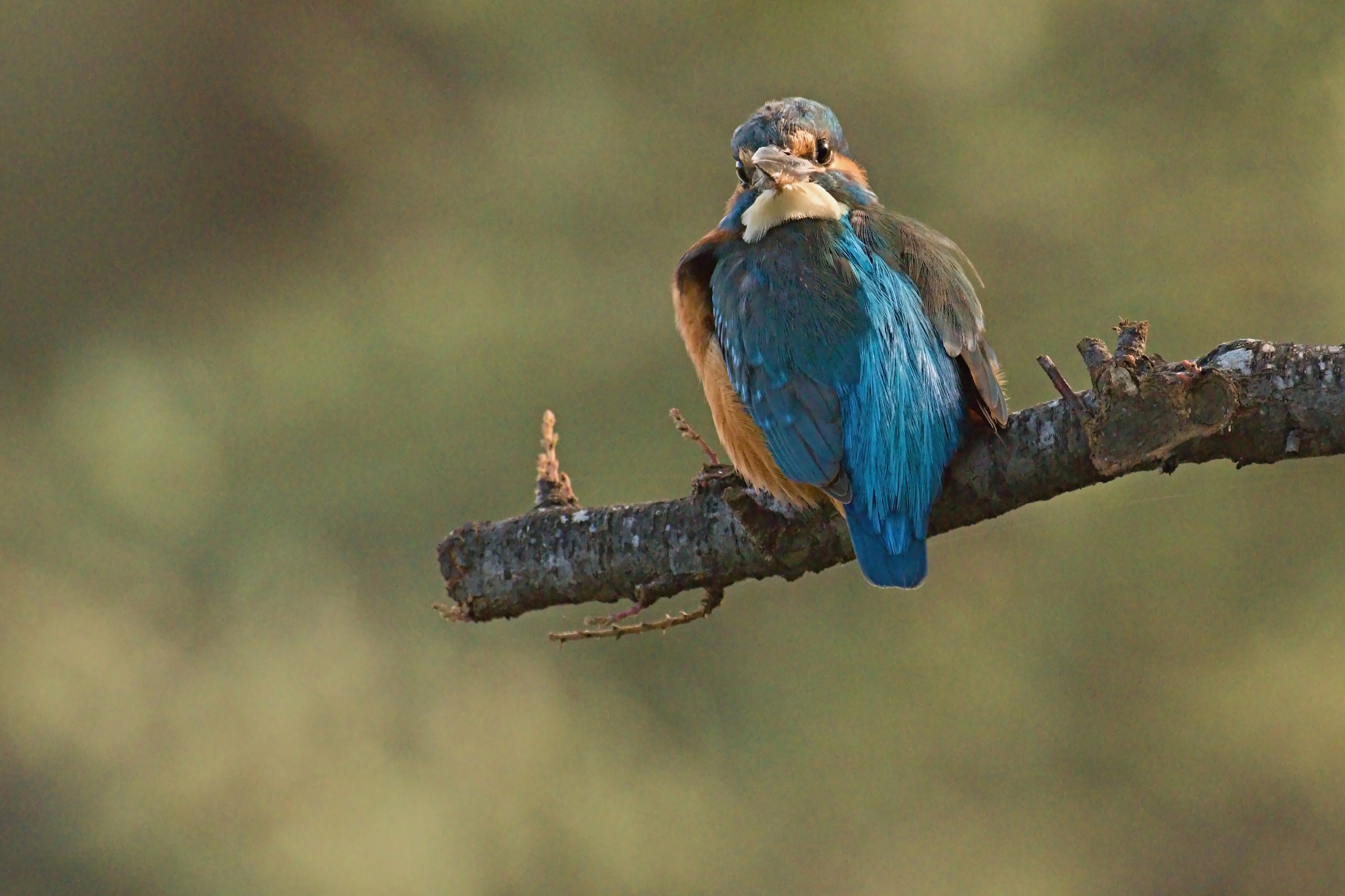 Then you who do that noise!