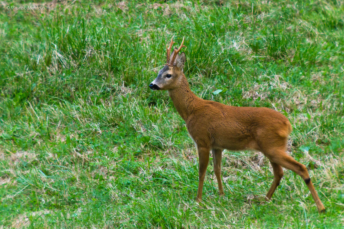 Maschio di capriolo nel periodo degli amori