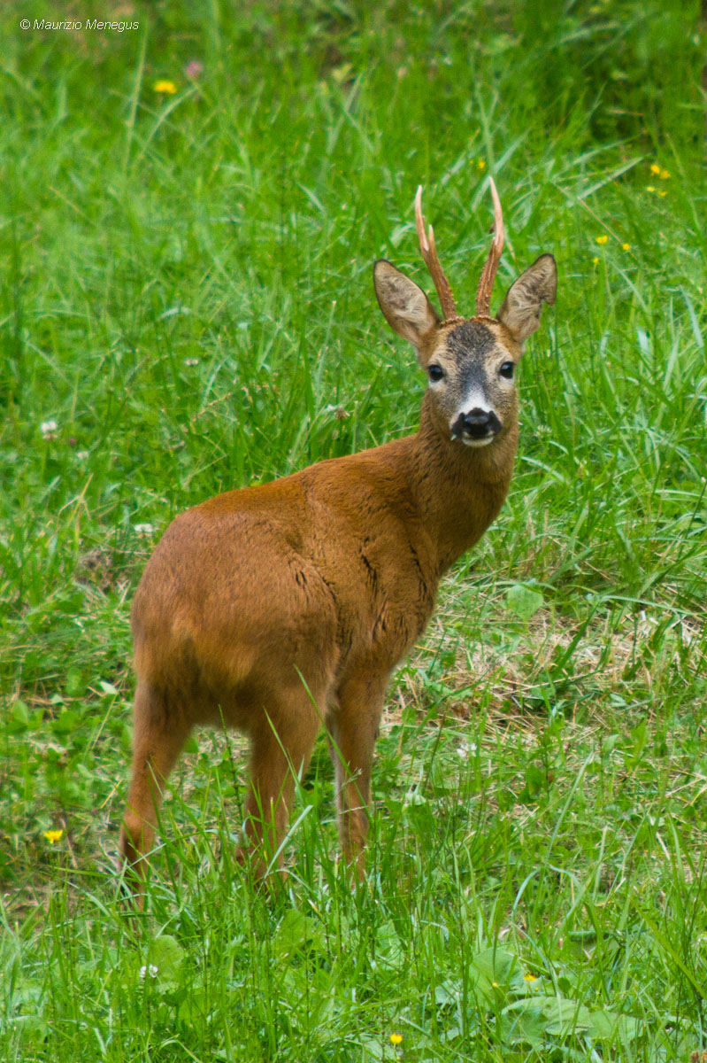 Maschio di capriolo nel periodo degli amori (verticale)