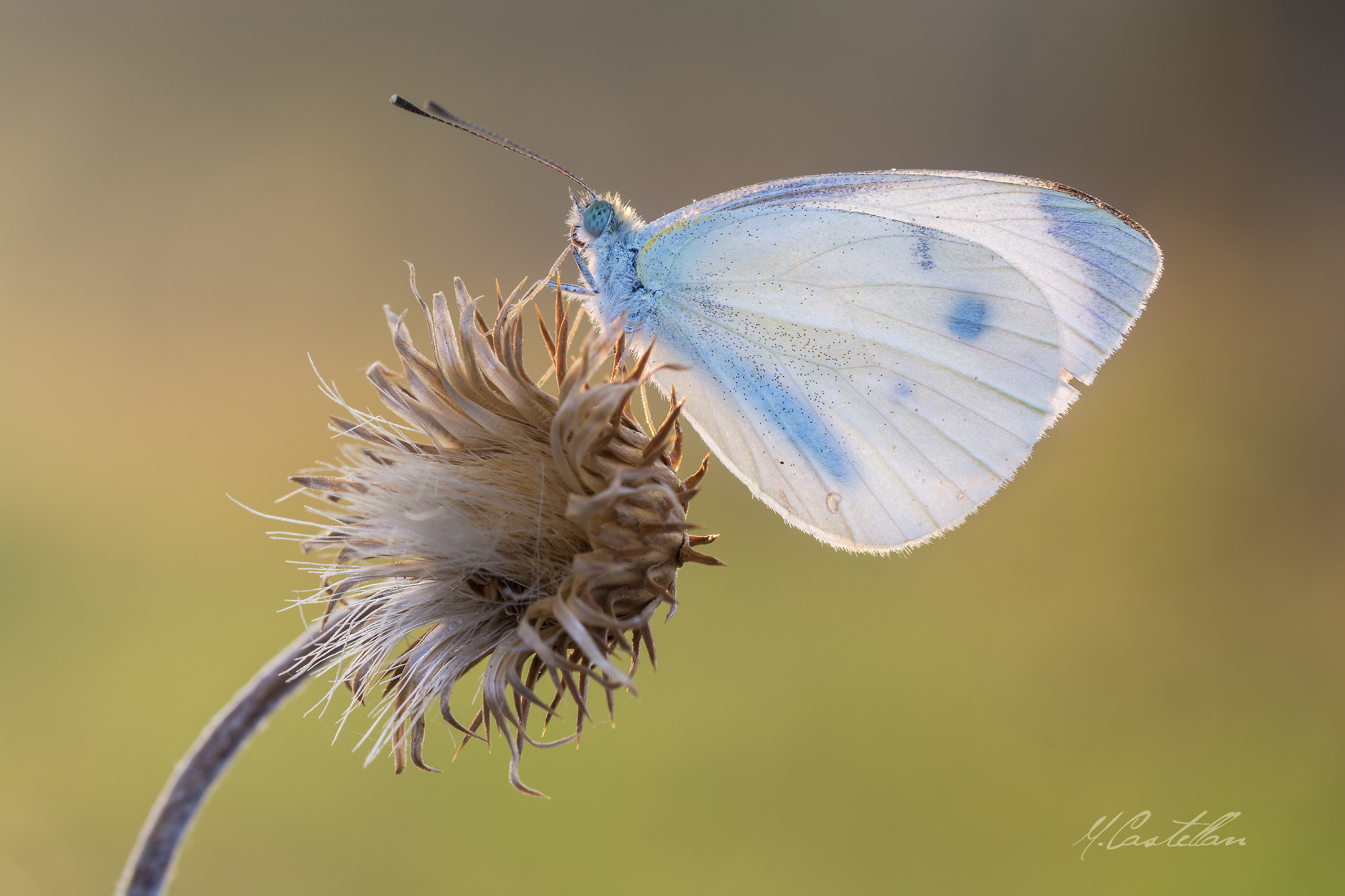 Pieris Brassicae