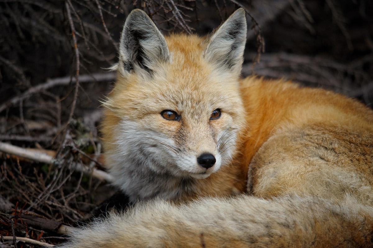 Fox in Mount Rainier - WA
