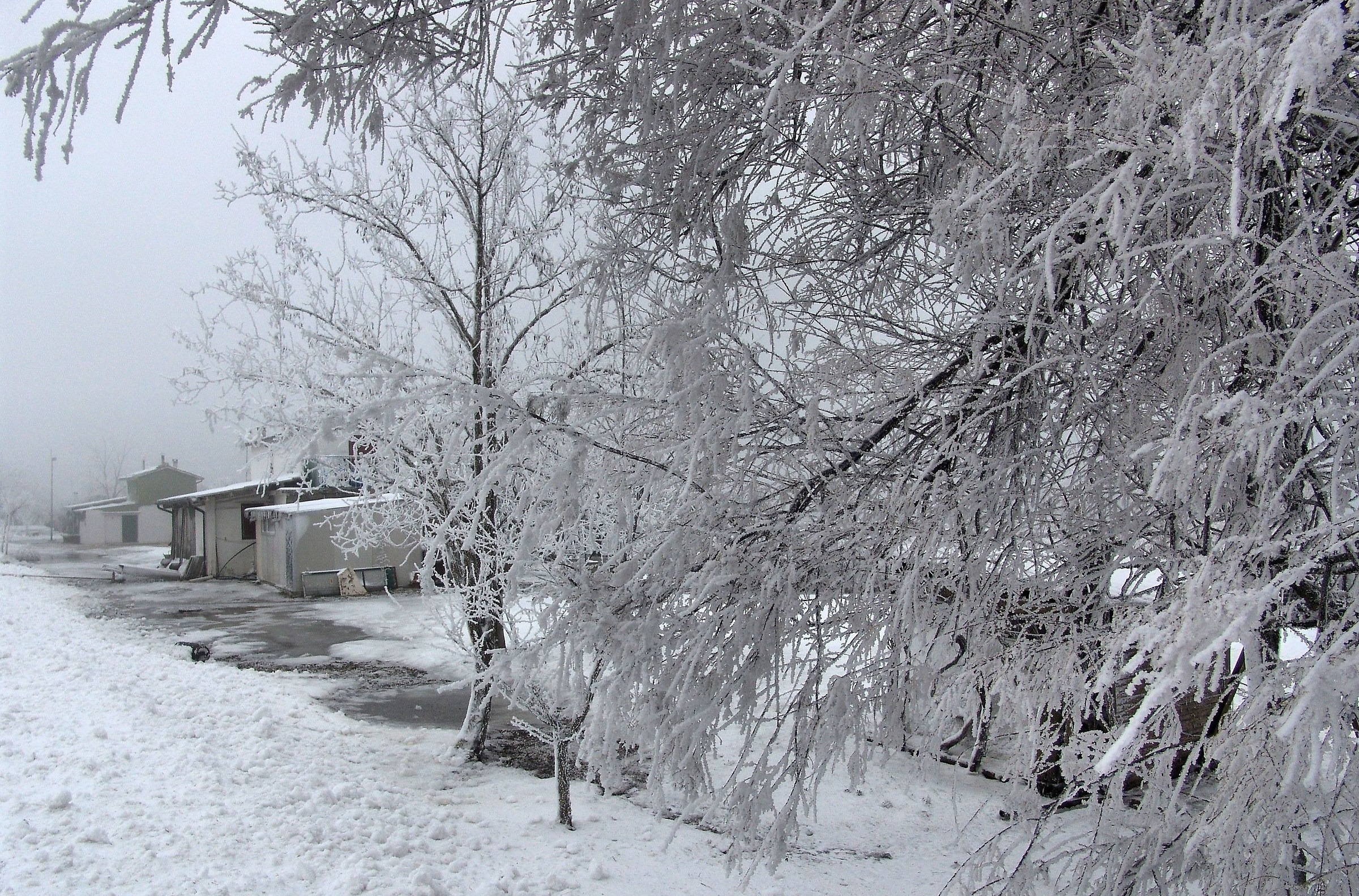 Glass branches December 21, 2009