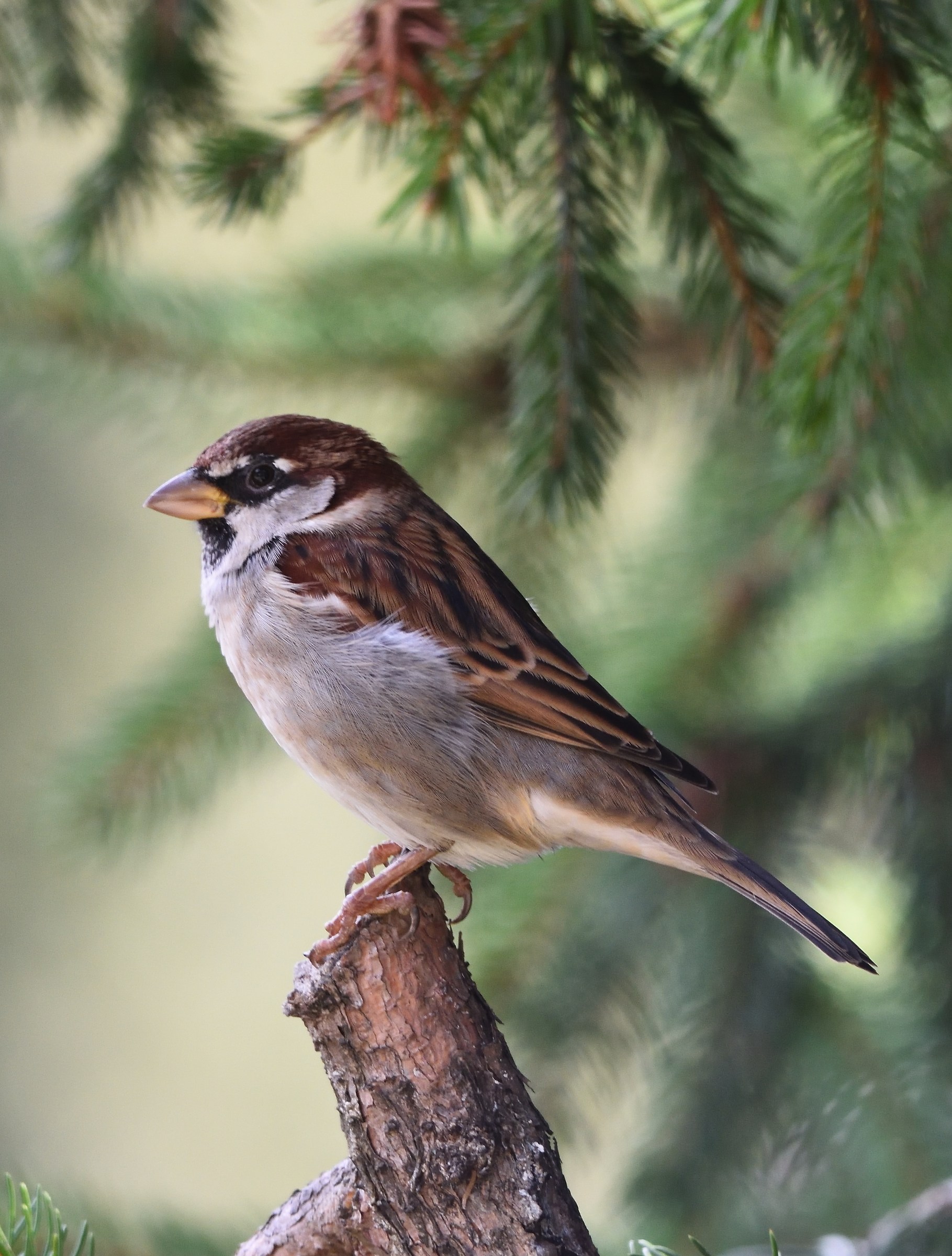 sparrow 2