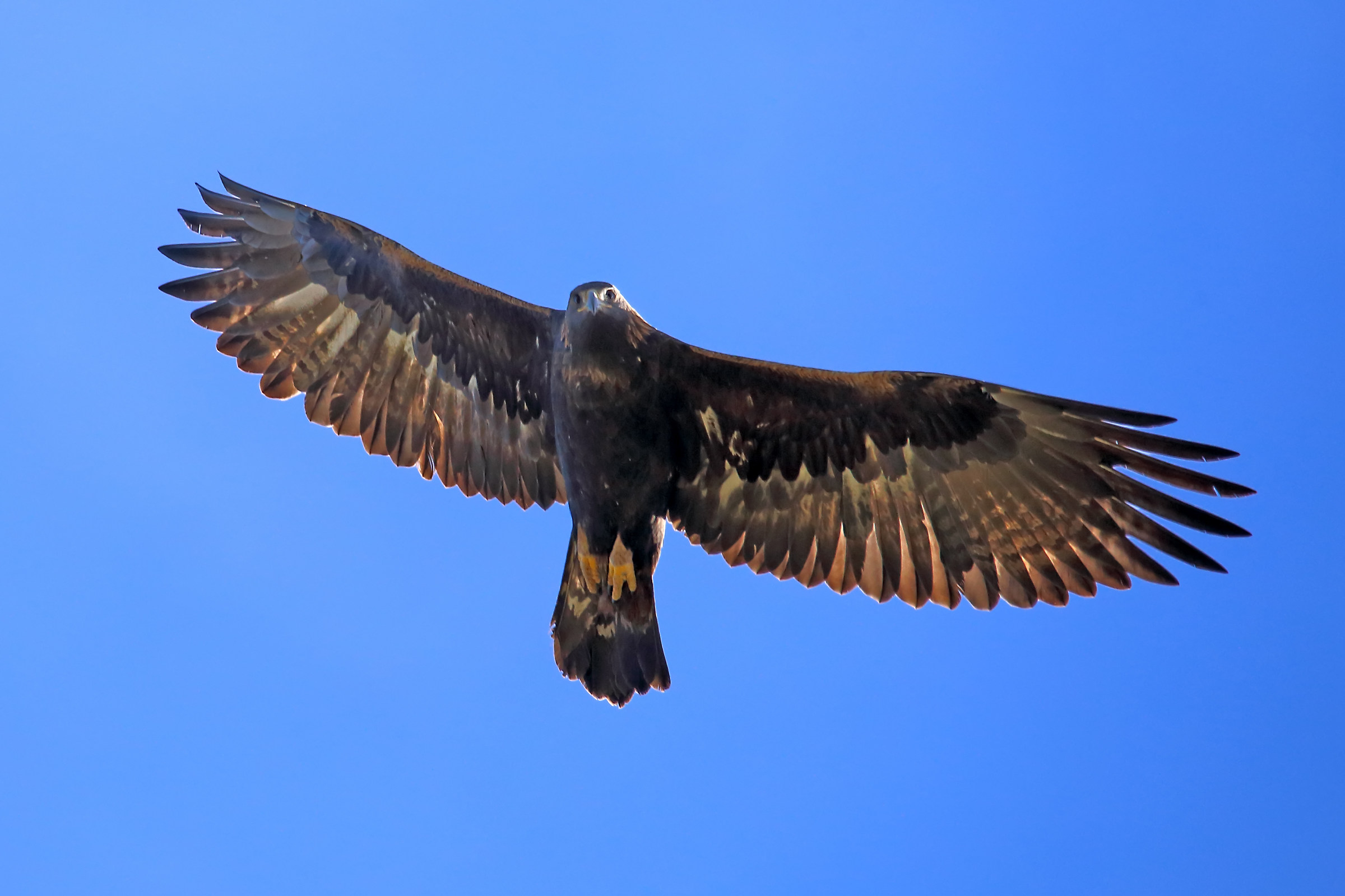 Golden Eagle