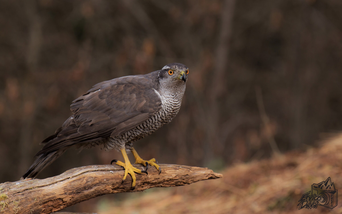 L'astore è sempre attento.