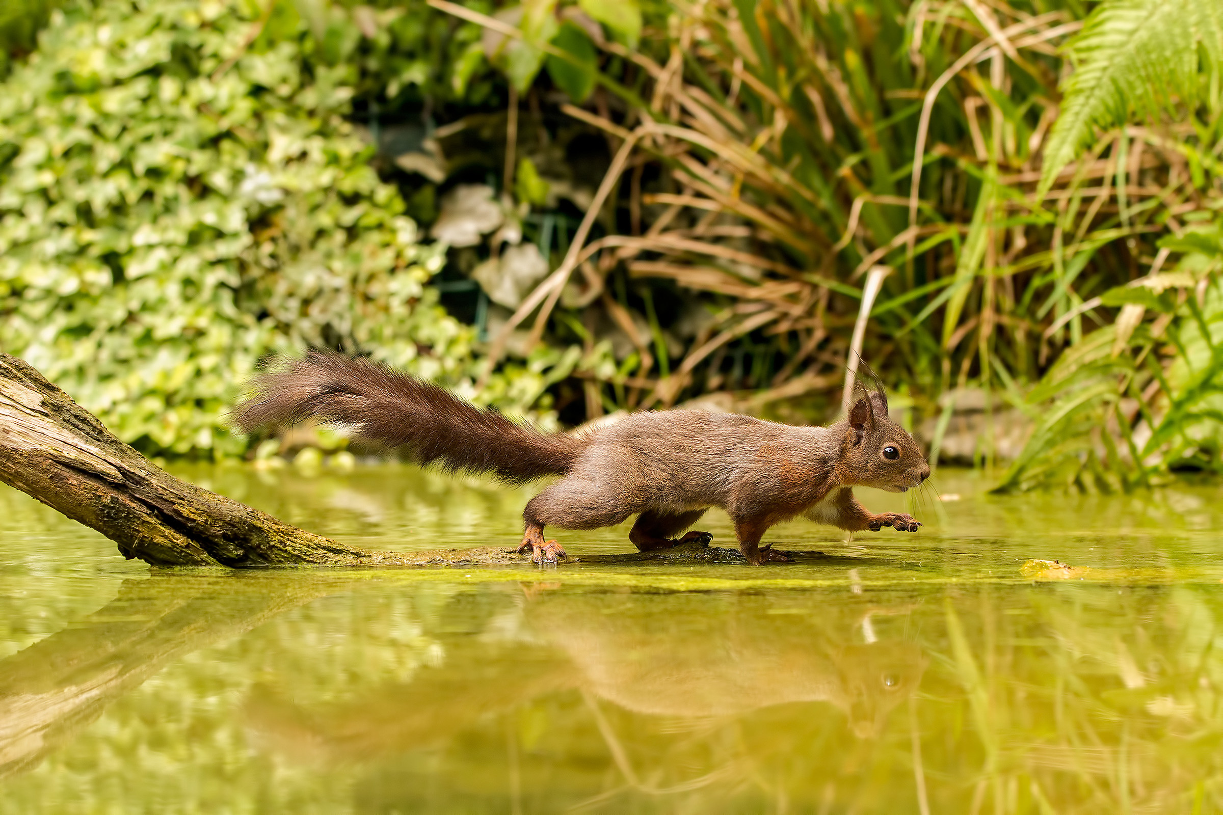 Il Renato che cammina sulle acque