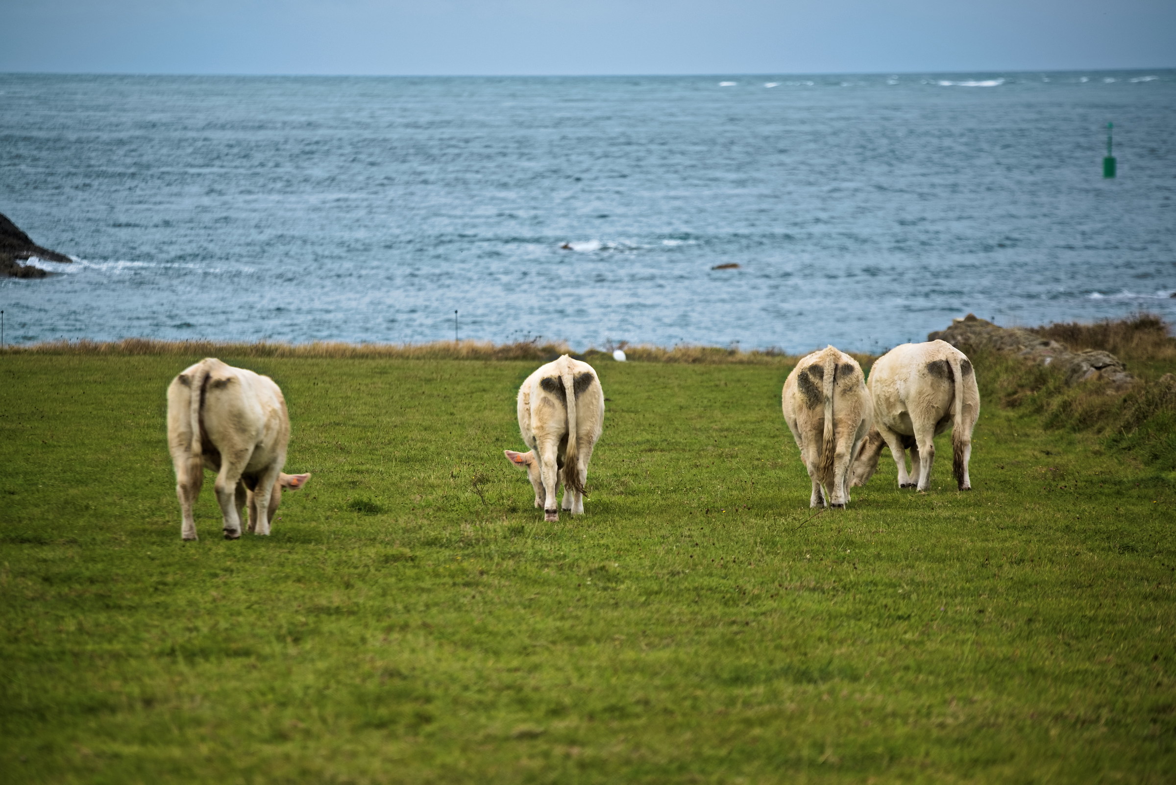 Goury - Le mucche e il mare