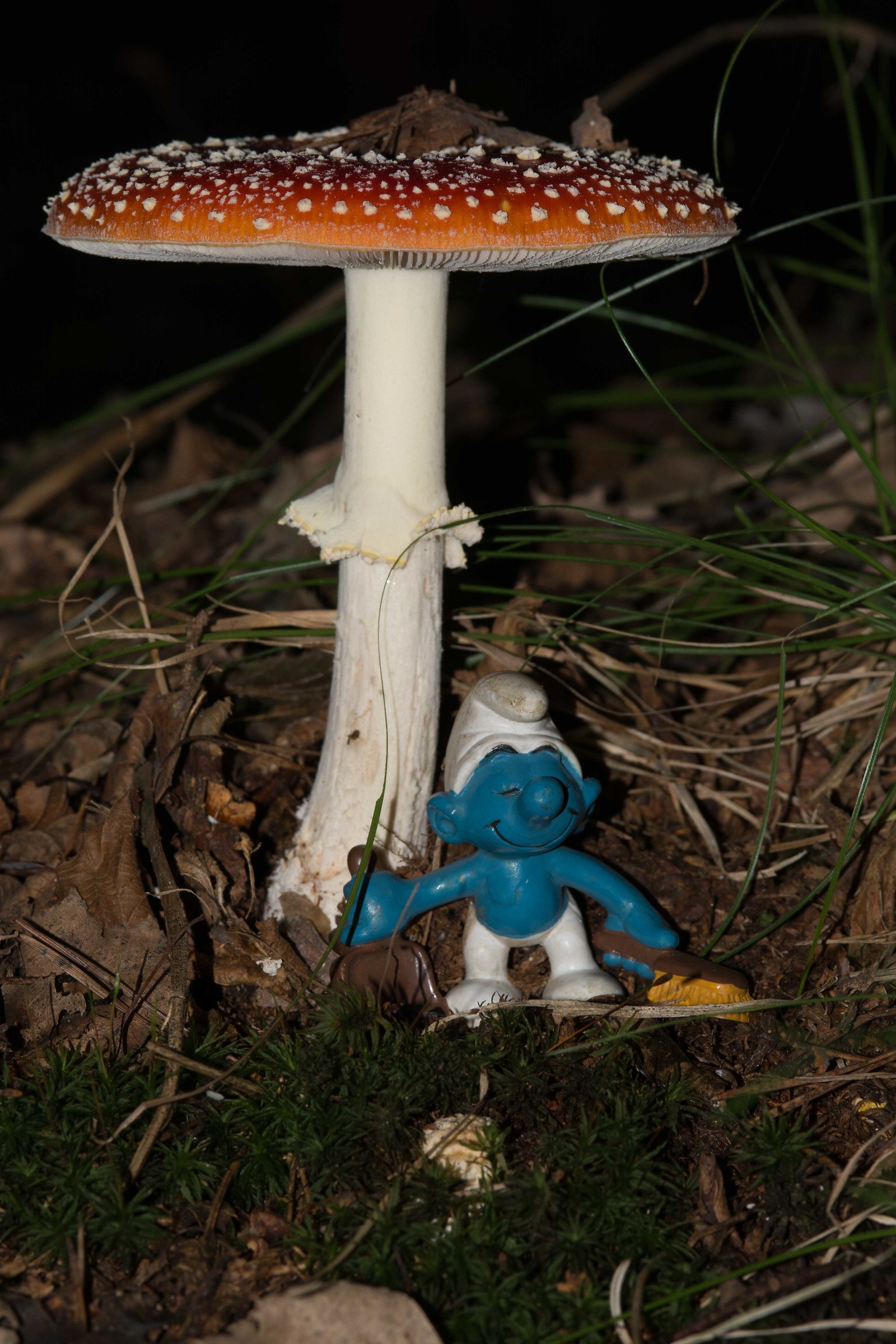 Strange encounters in the woods