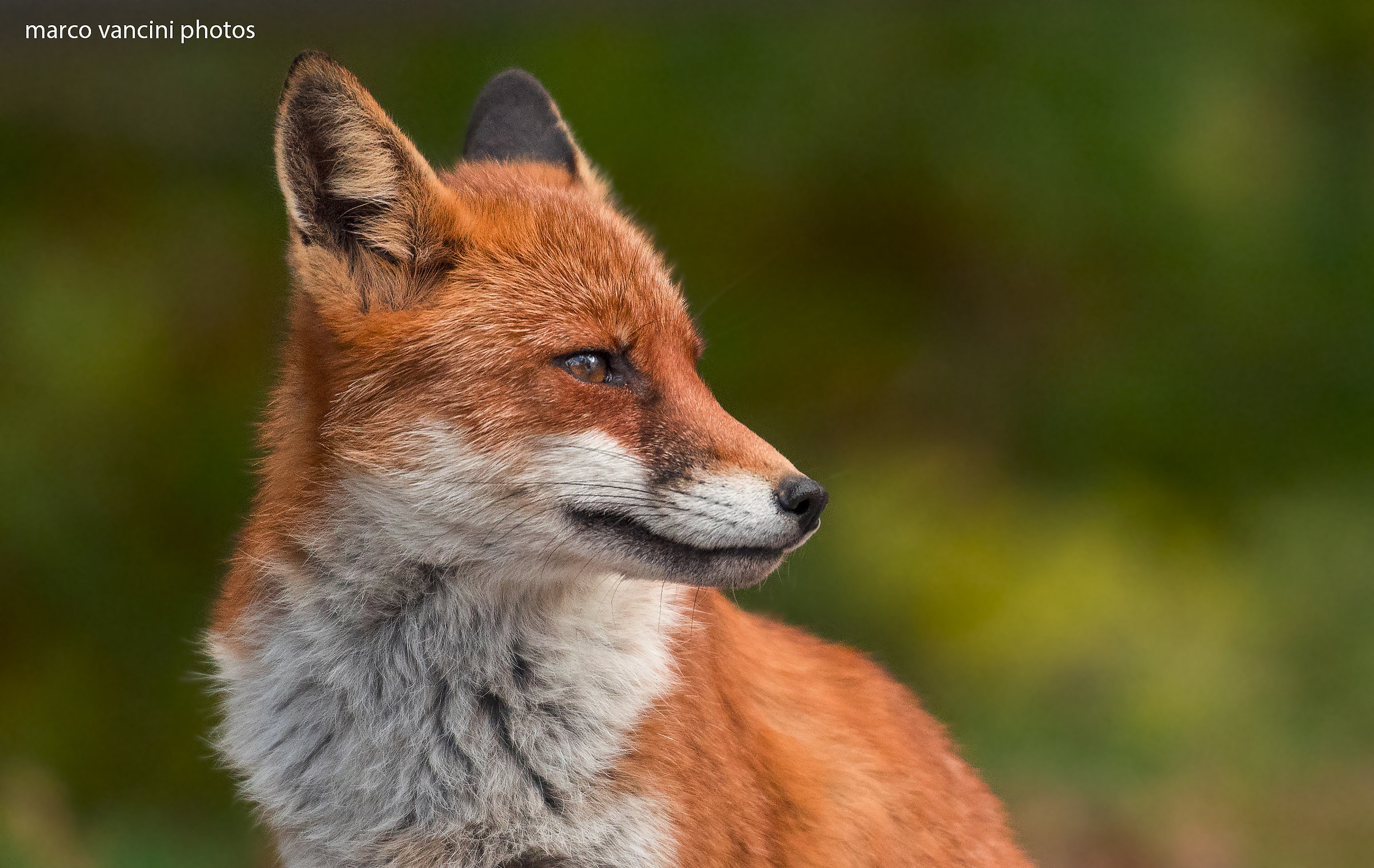 splendida volpe rossa