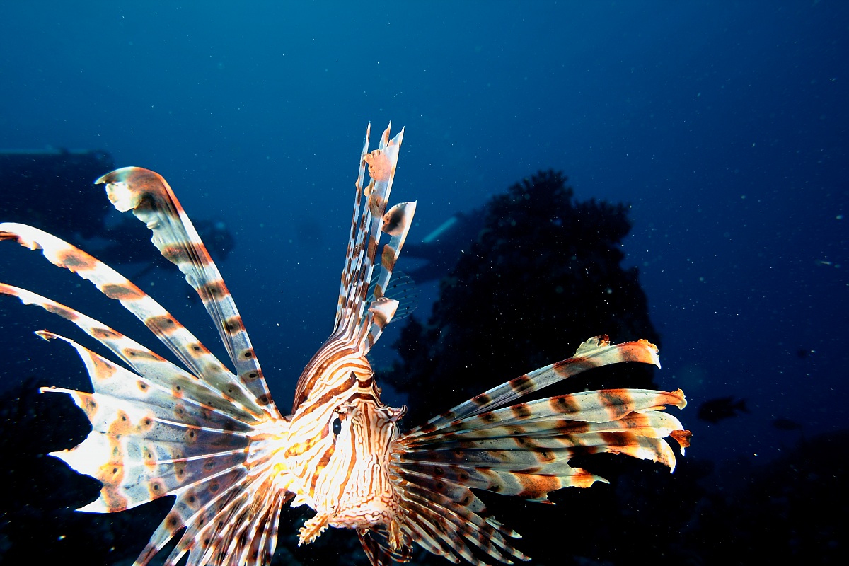 lion fish