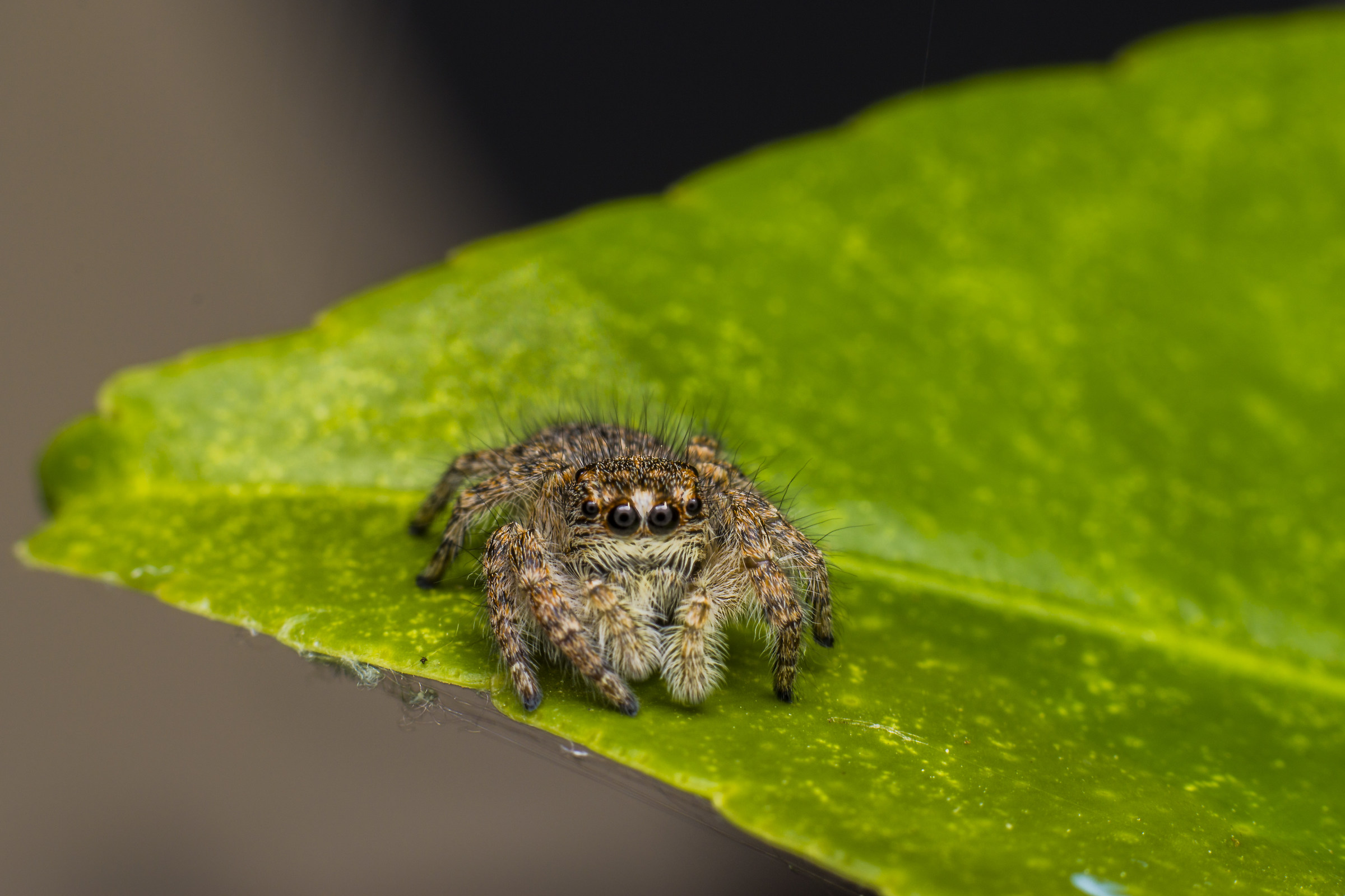 salticidae