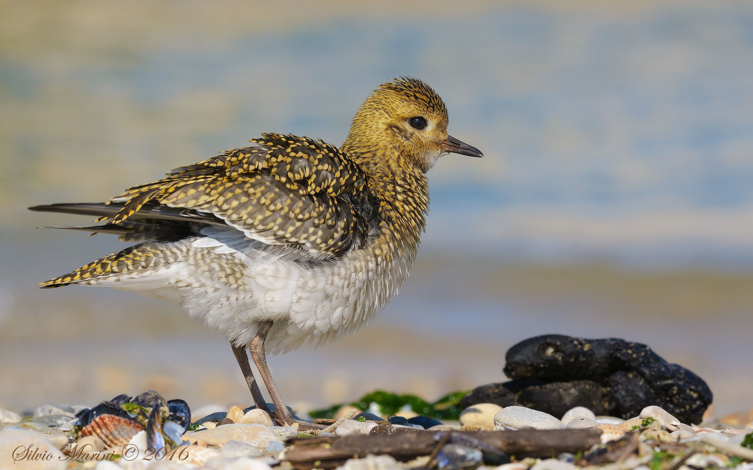 Piviere dorato ( Pluvialis apricaria)