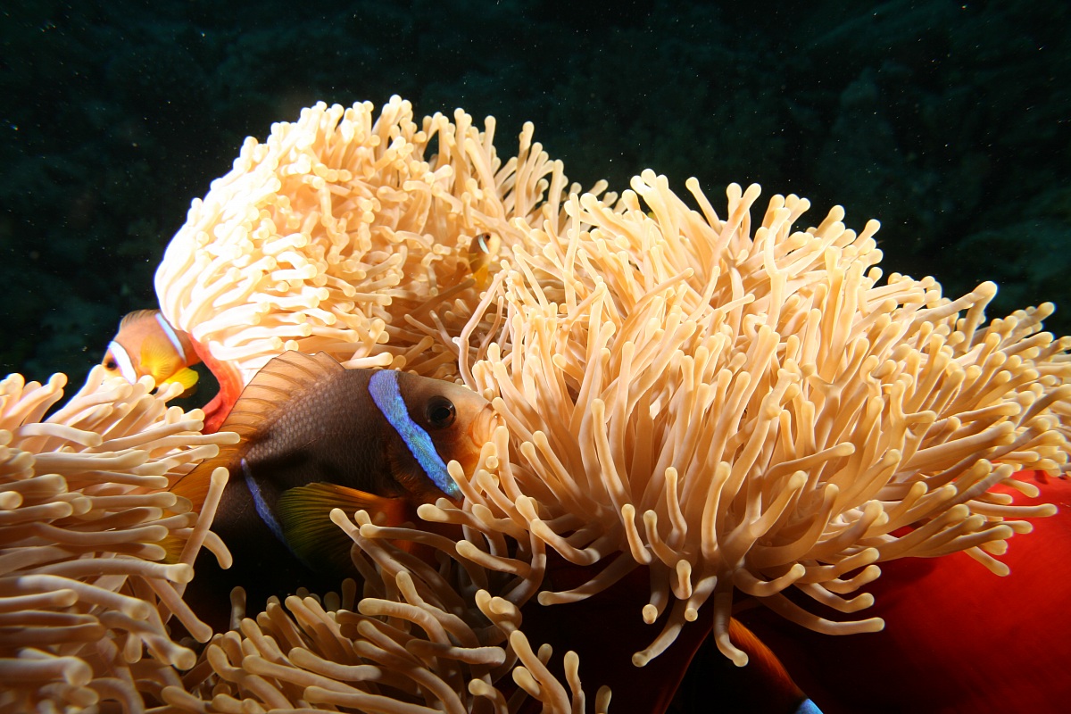 attinia con pagliaccio