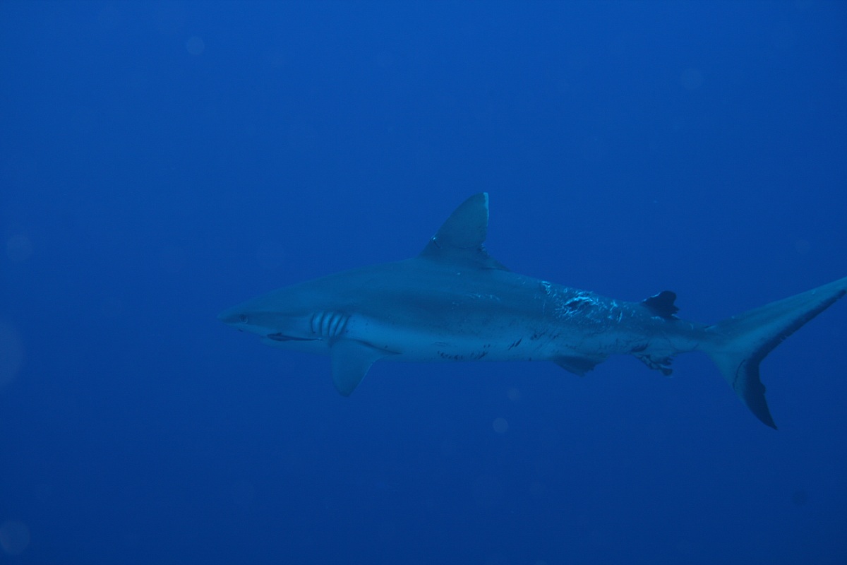 la macchina perfetta