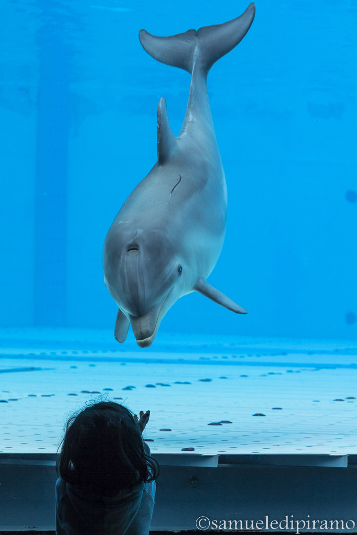 Delfino curious!