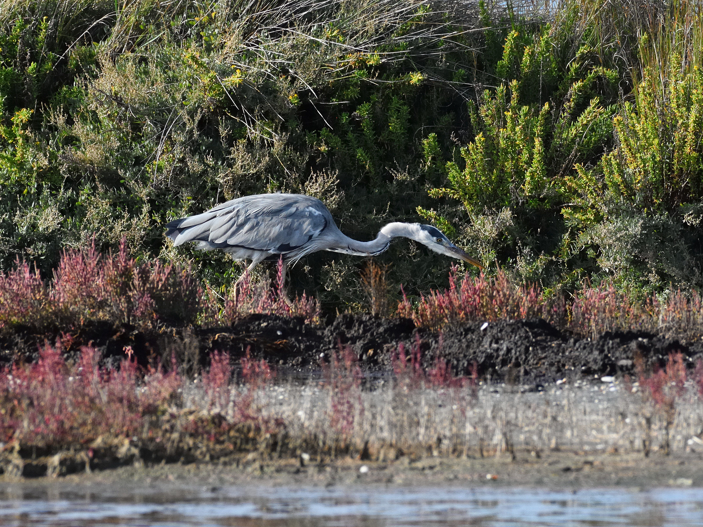 L'appostamento del Cenerino
