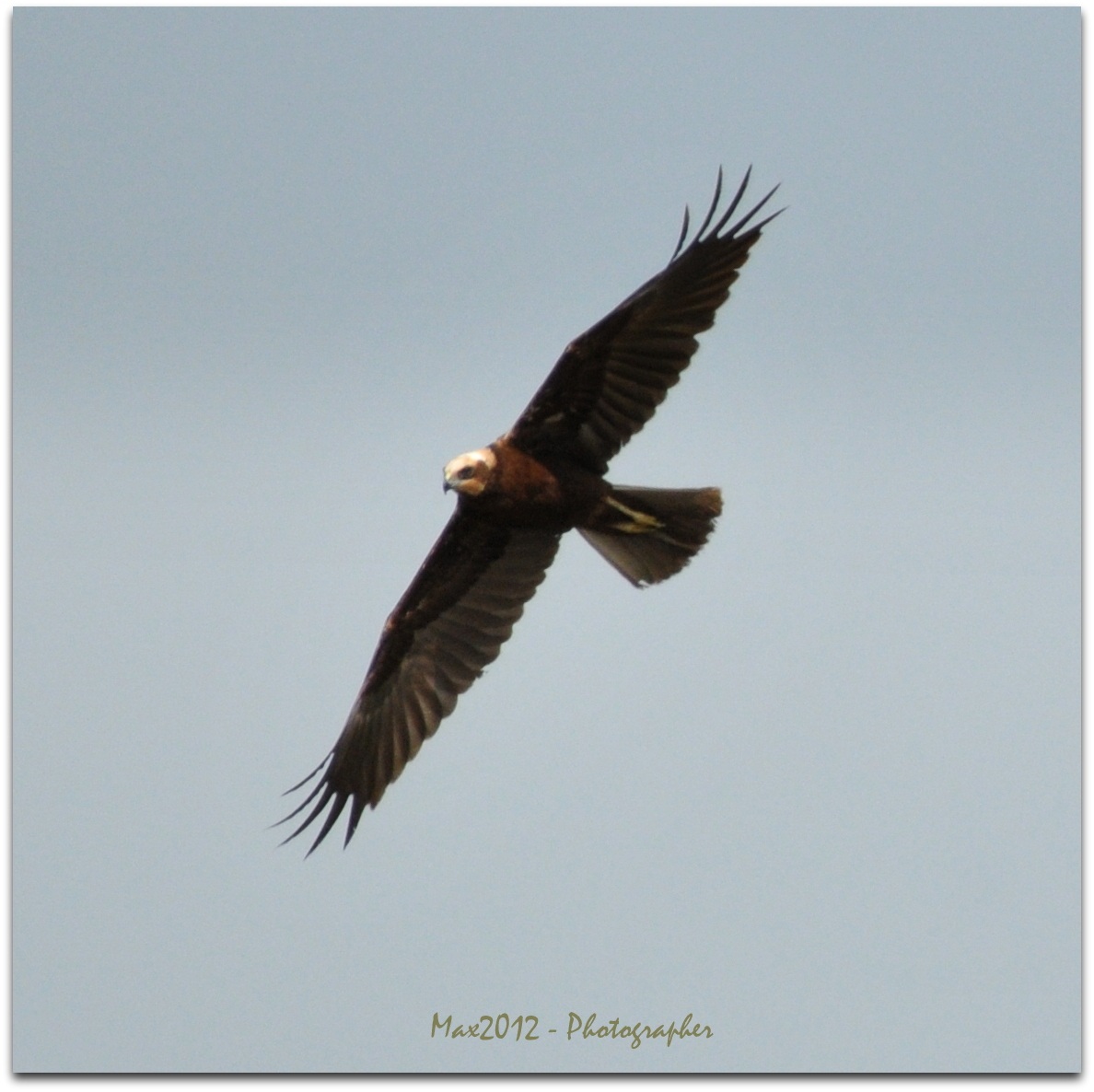 Falco pescatore in ricognizione