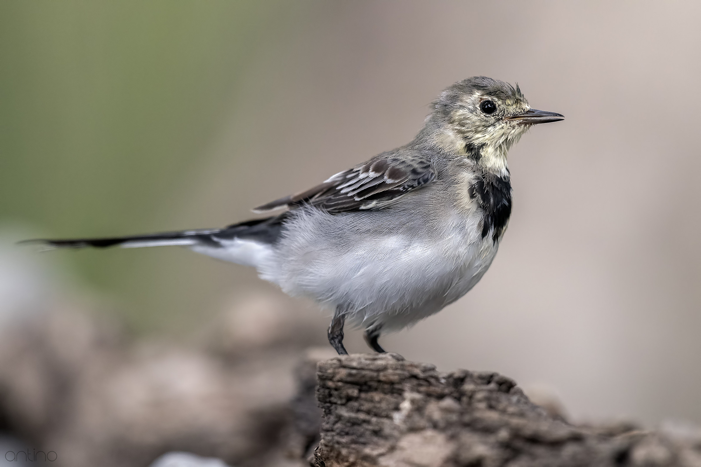 white Wagtail