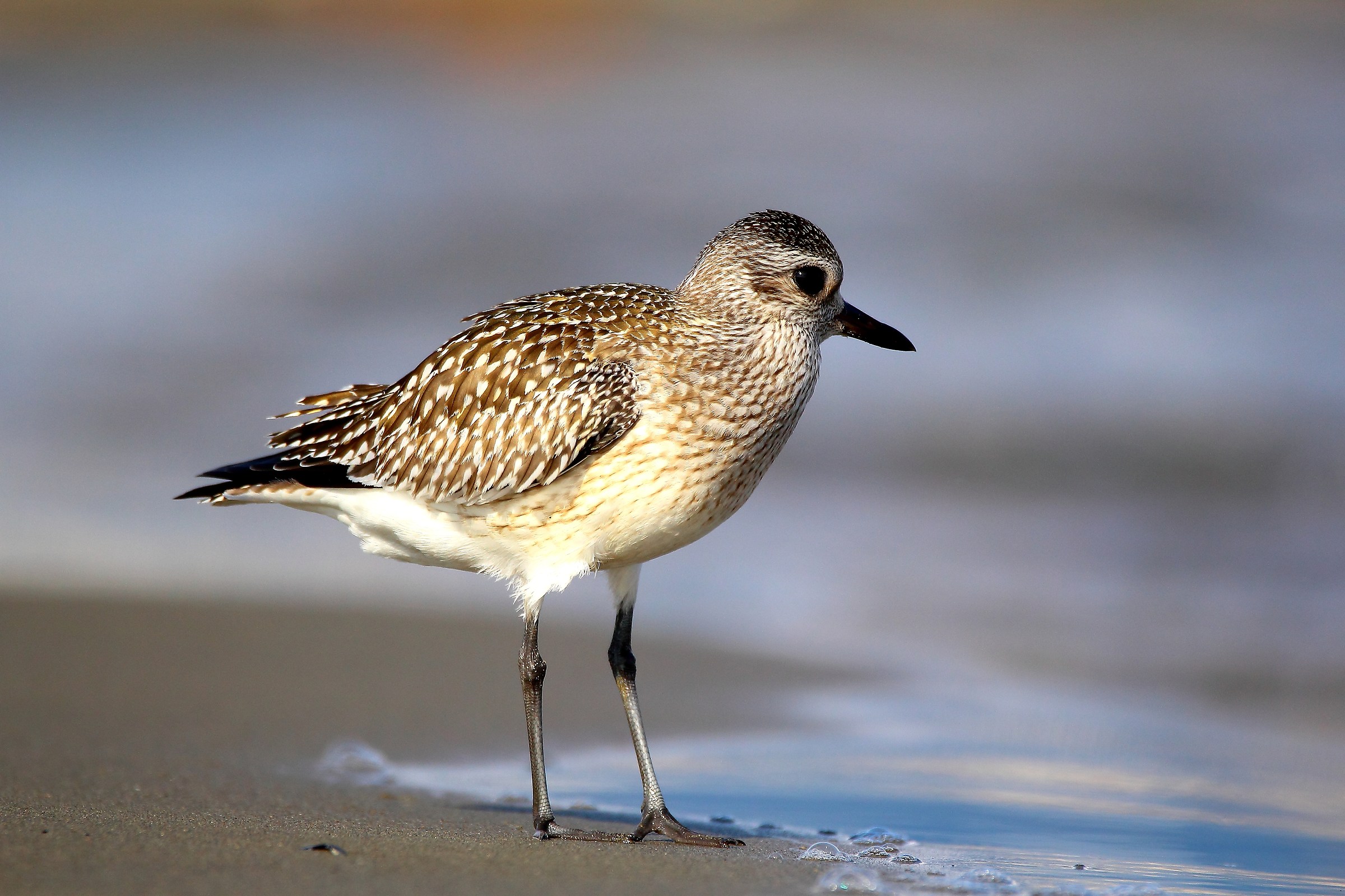 Grey Plover / Pluvialis squatarola /