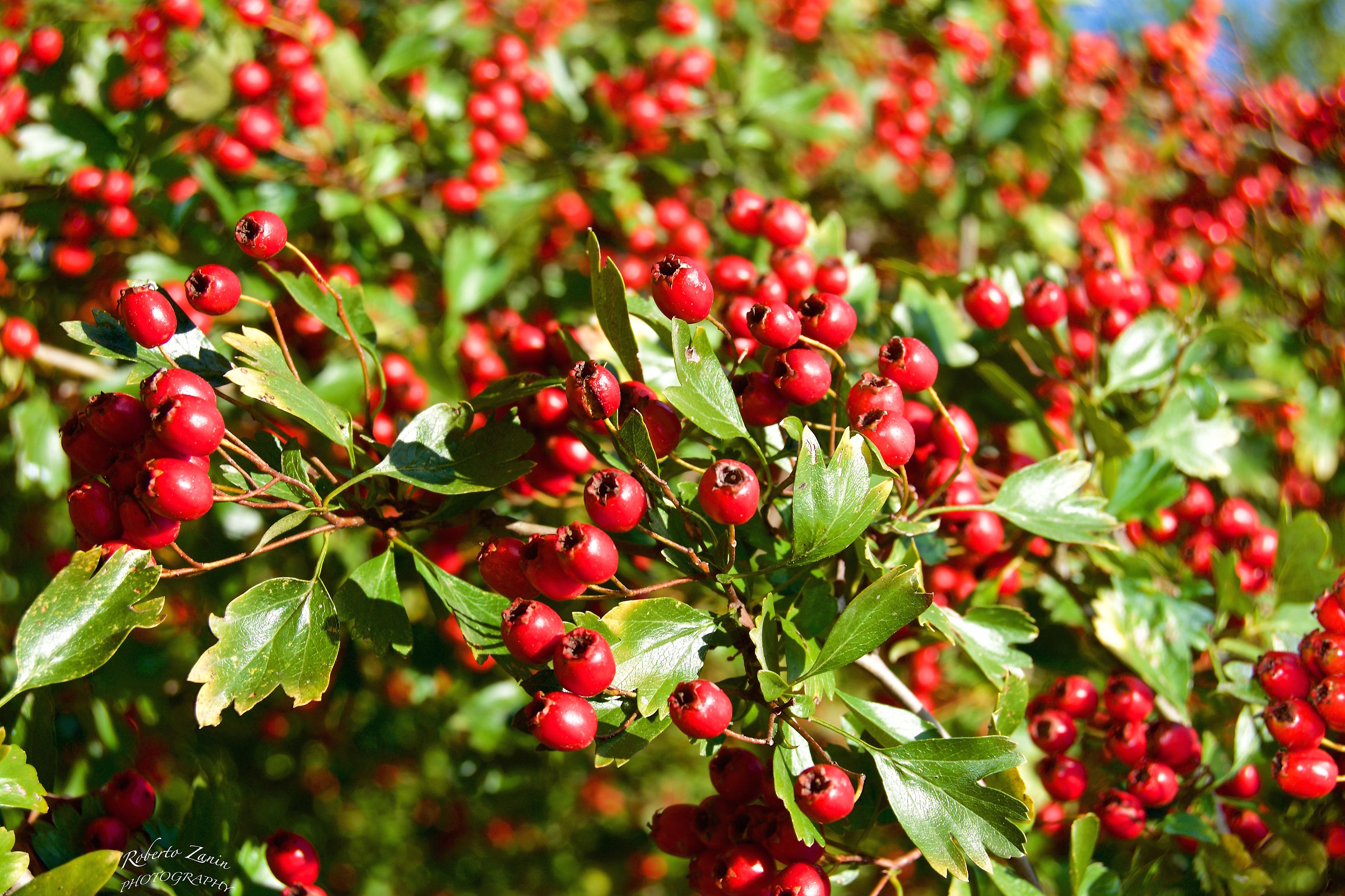 Bacche Autunnali