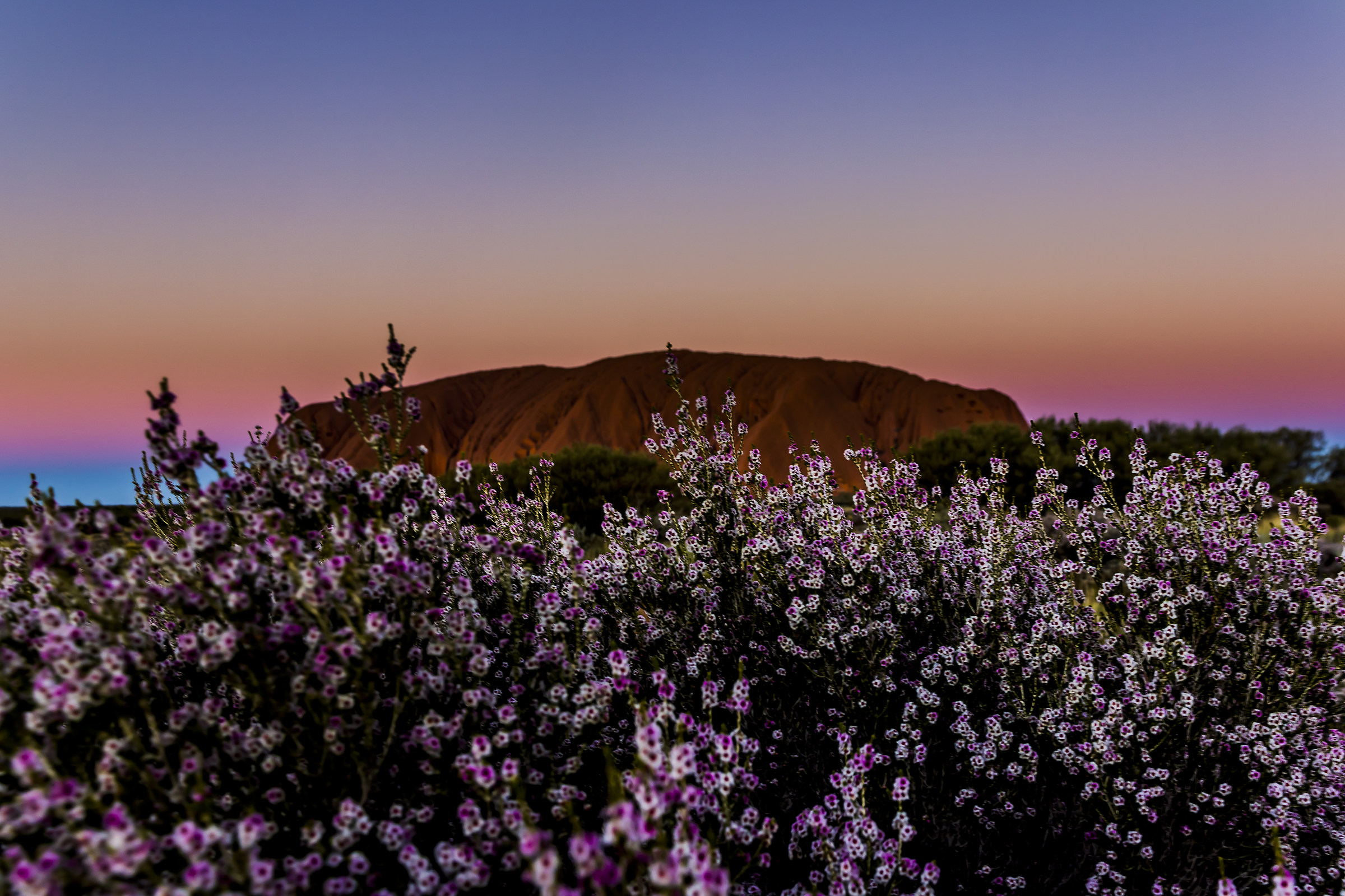The flowers of the sunset at Uluru