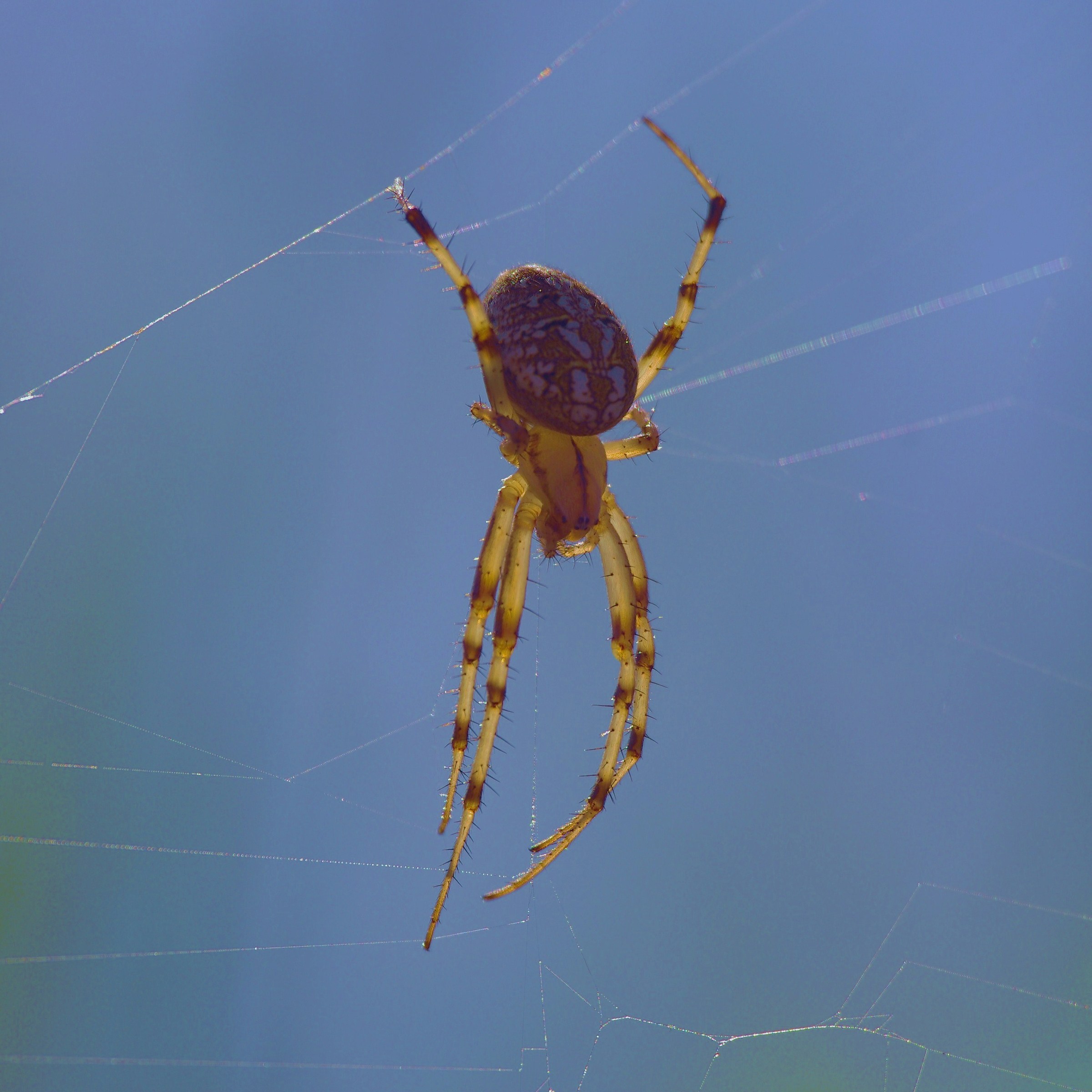 spider