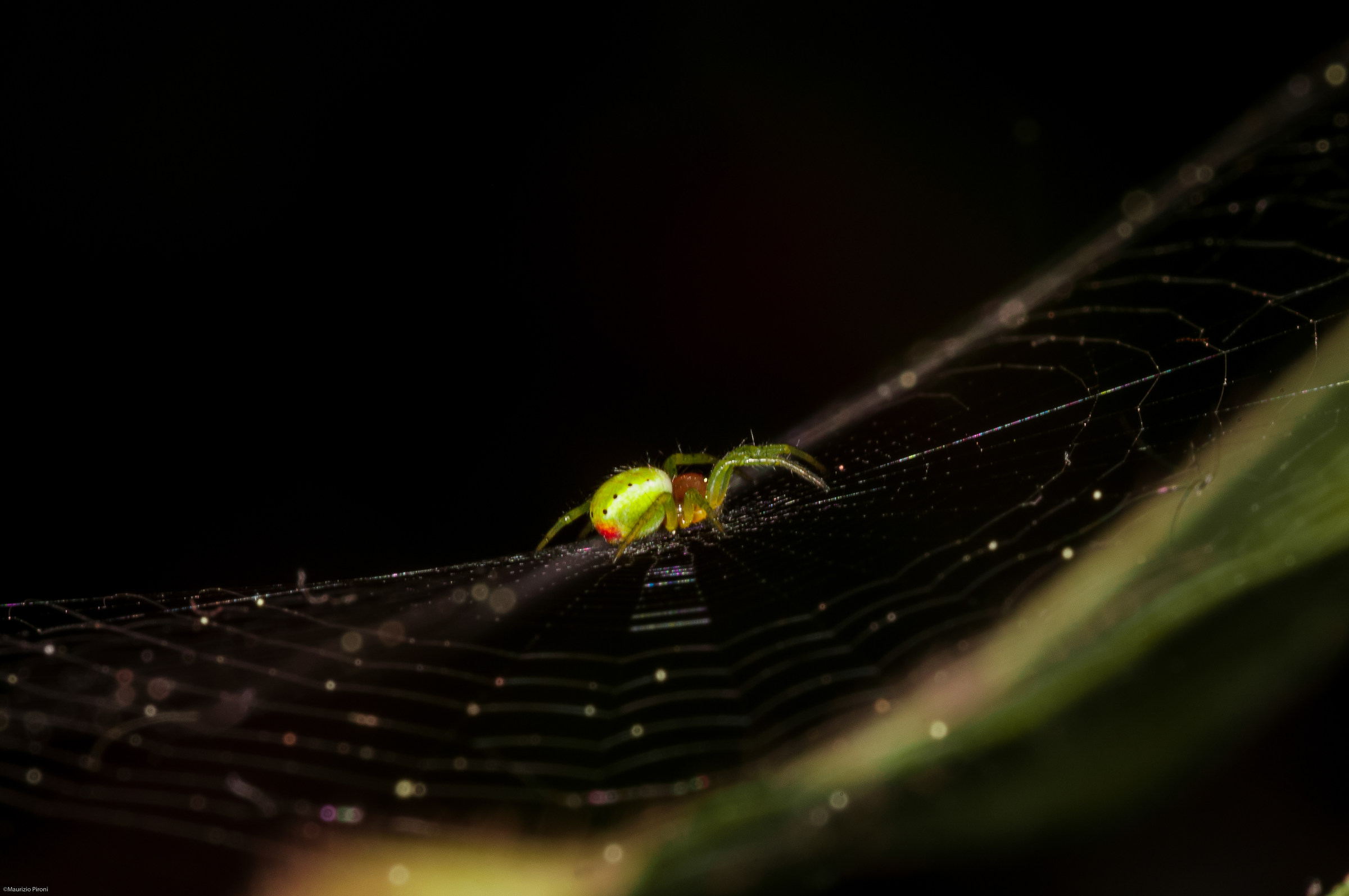 dancing on the canvas