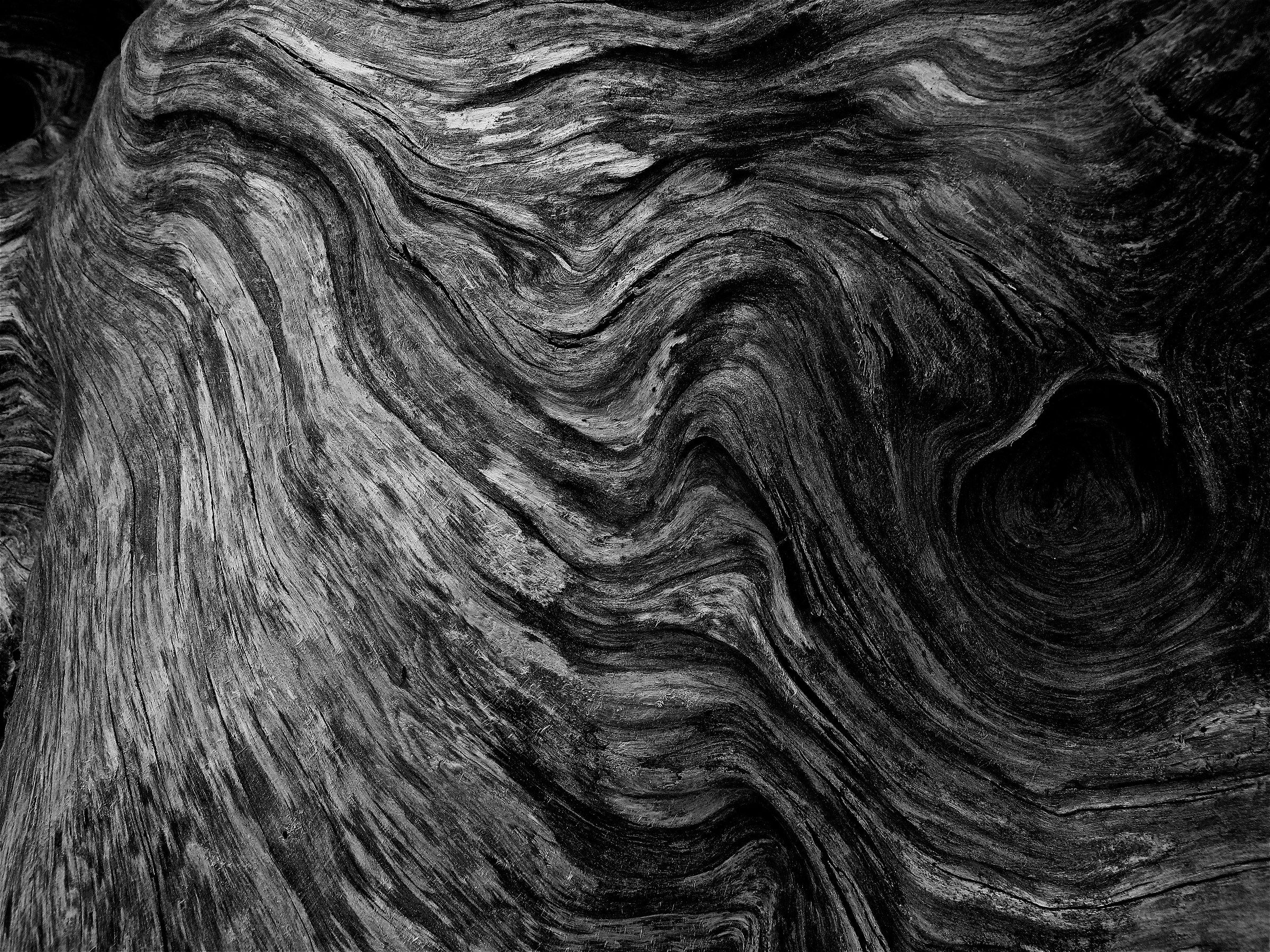 La criniera del Leone