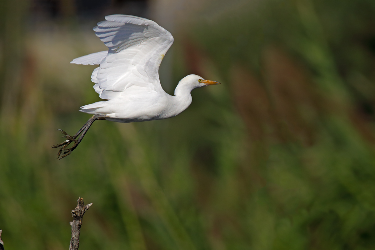 Bubulcus ibis - Cattle Egret Heron