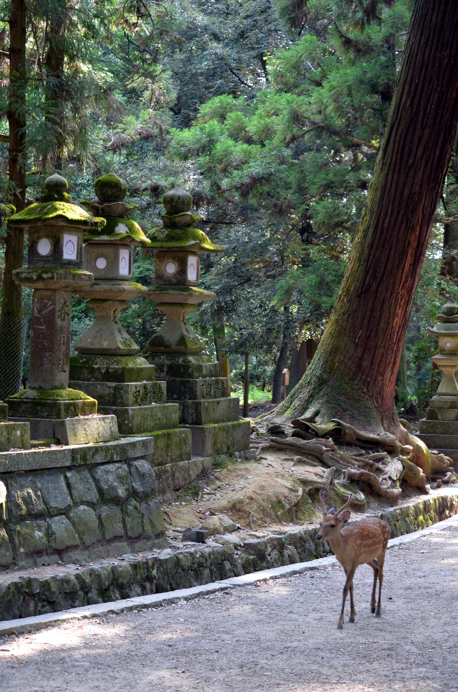 Passeggiando per i Templi a Nara