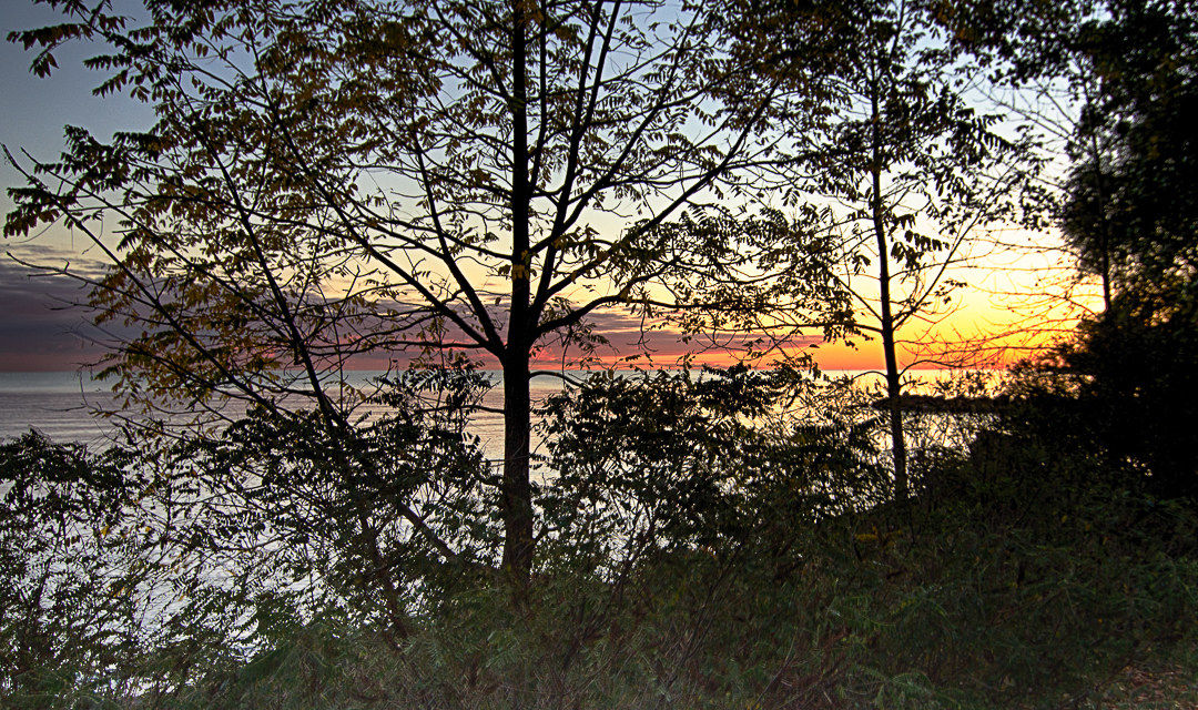 Sunrise through the trees.