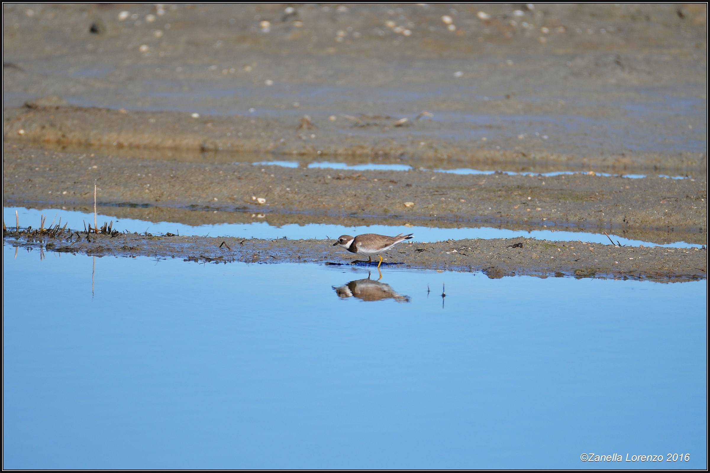 Riflesso del corriere