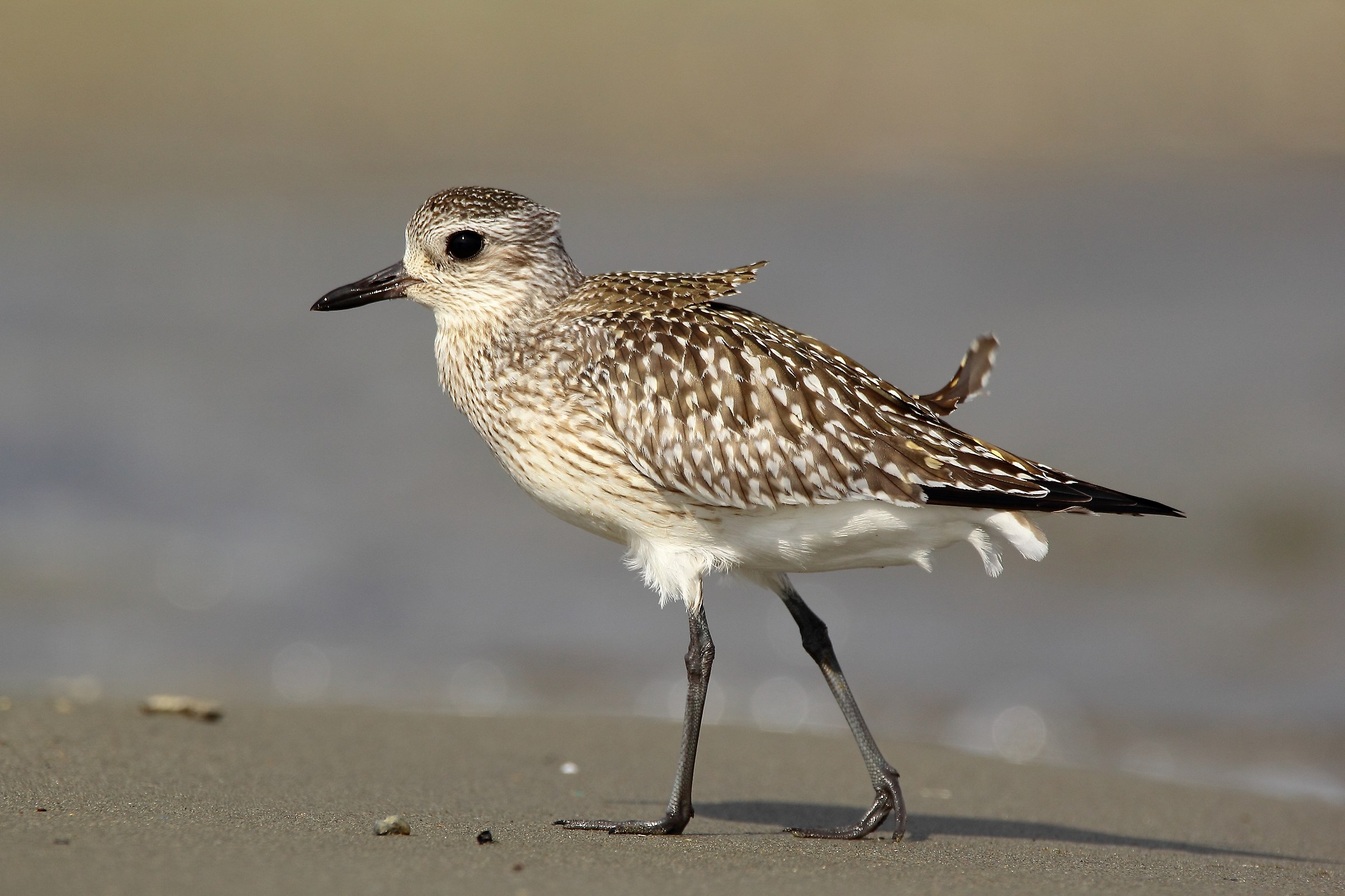 Grey Plover / Pluvialis squatarola /