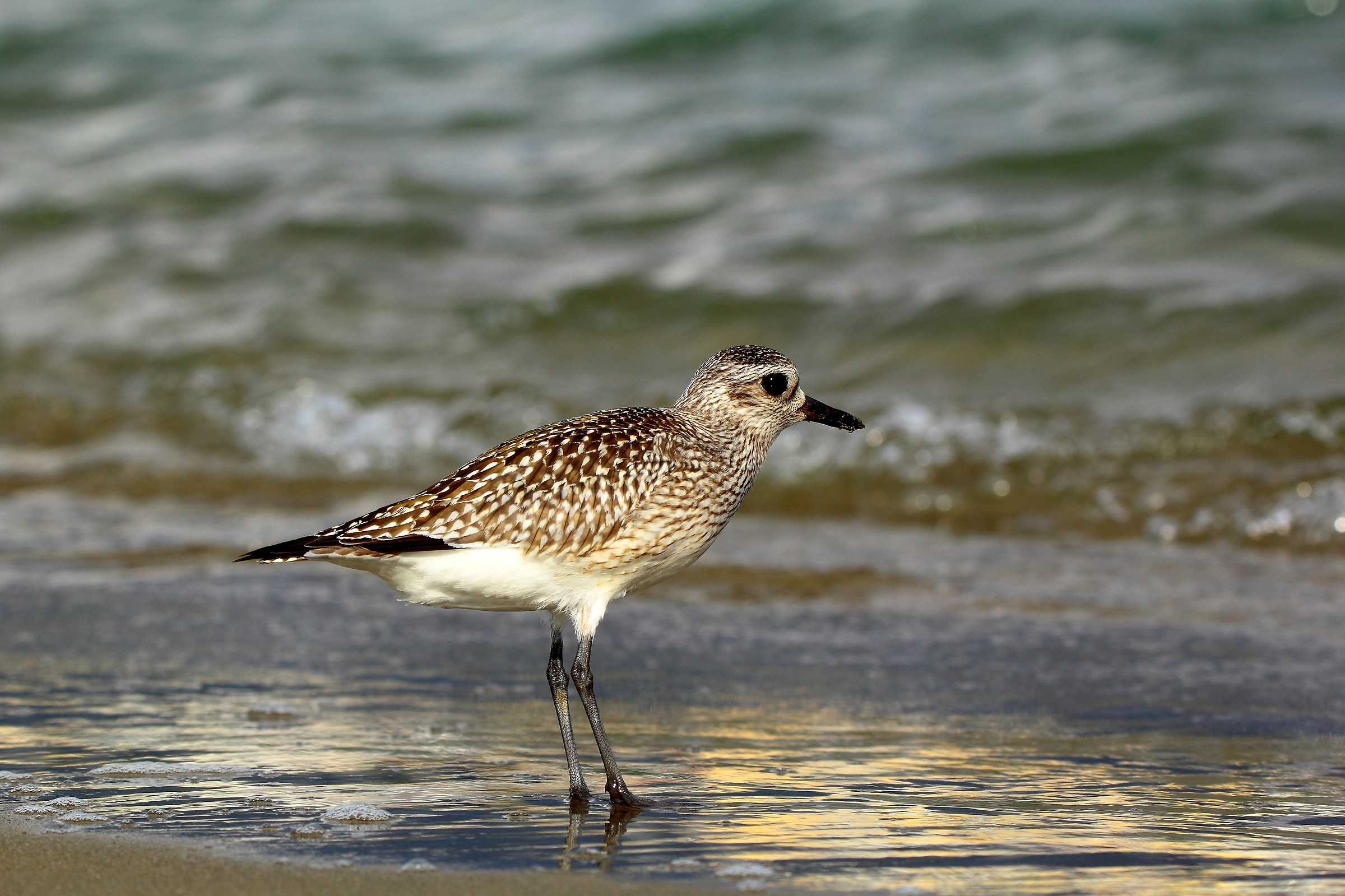 Grey Plover / Pluvialis squatarola /