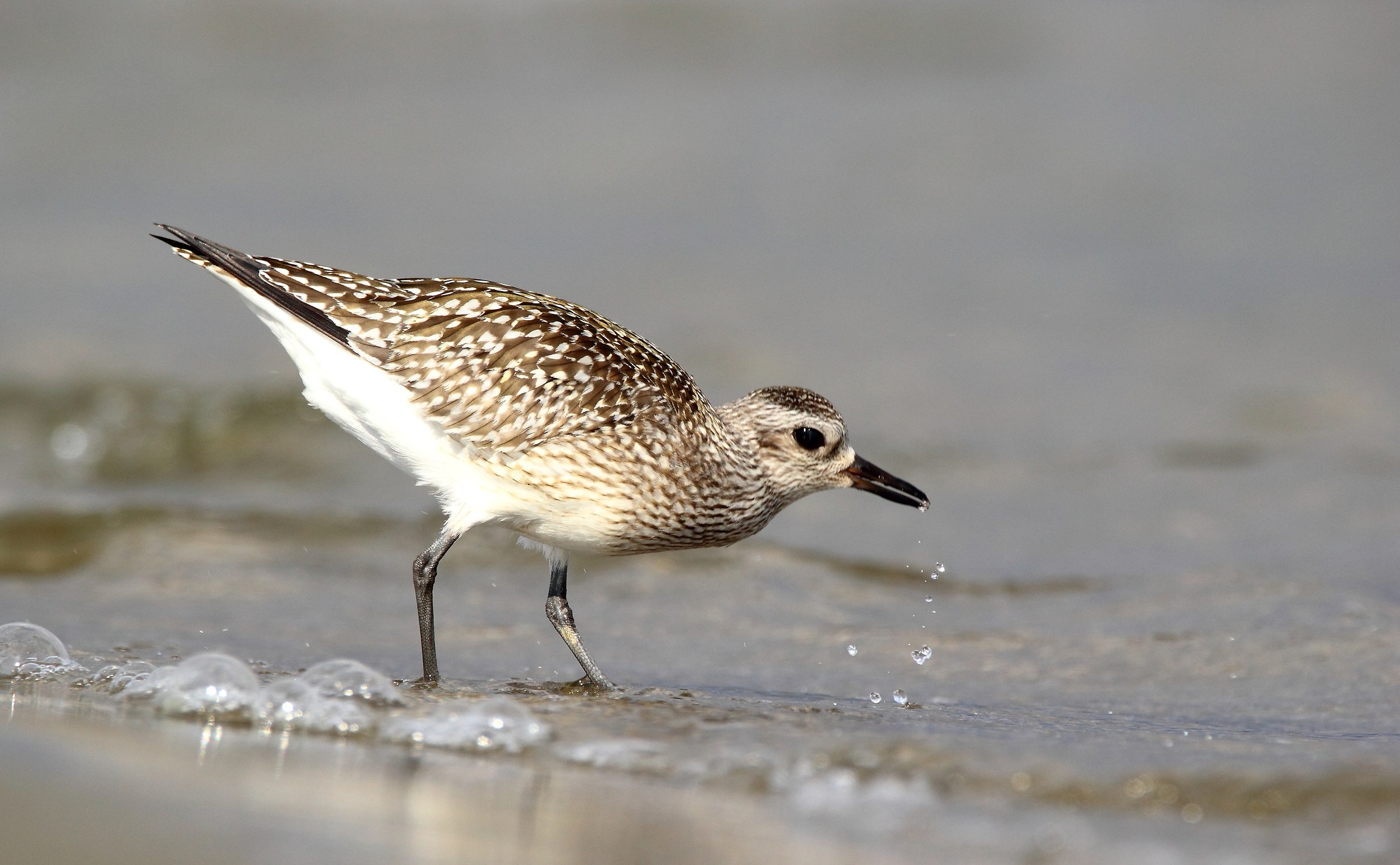 PIVIERESSA/Pluvialis squatarola/