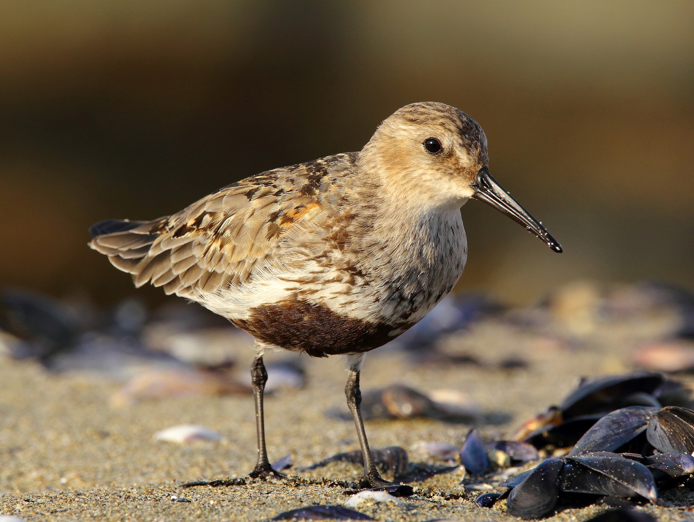 Dunlin / Calidris alpina /