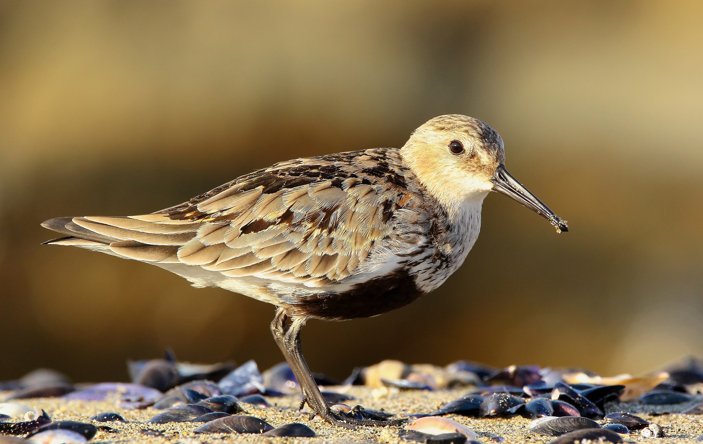 Piovanello pancianera /Calidris alpina /