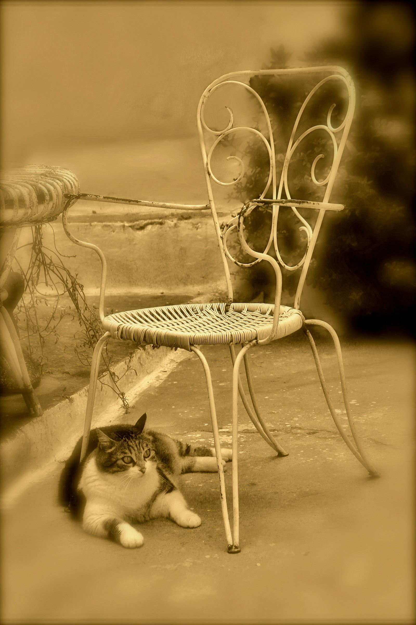 Antica foto, vecchio gattone!