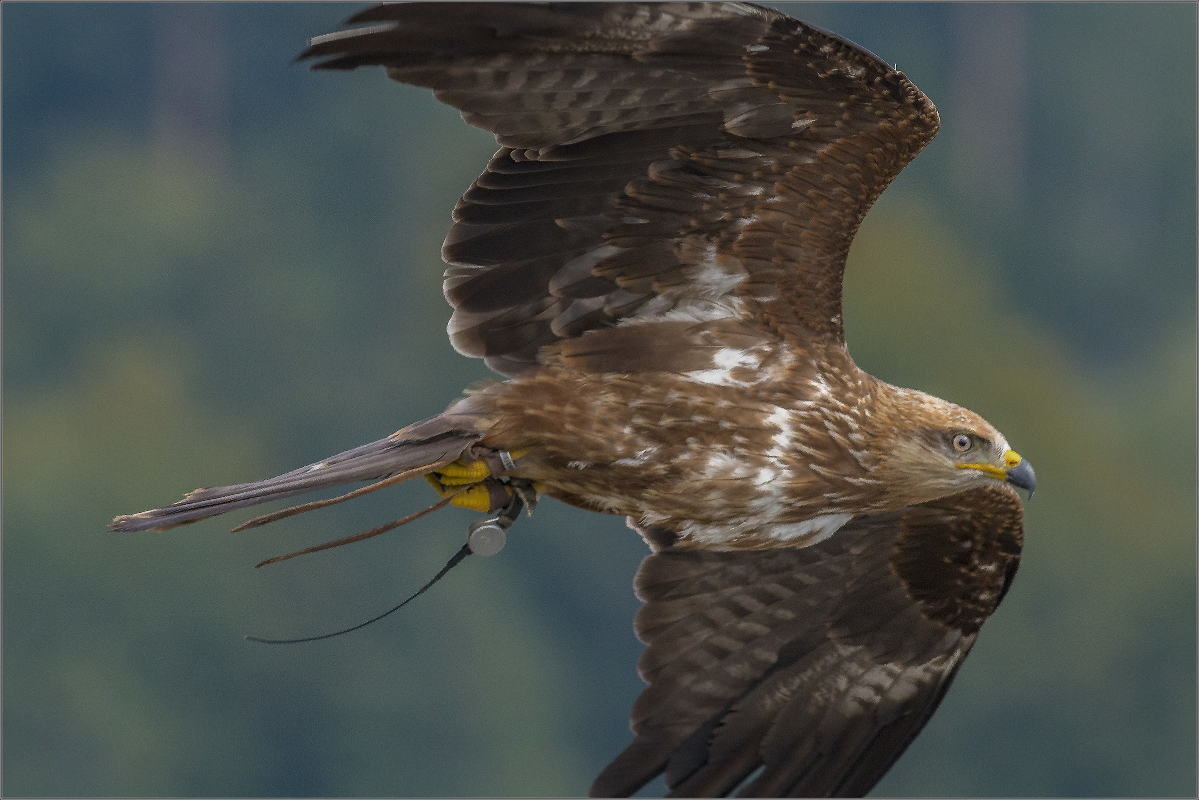 eagle in flight Landskron