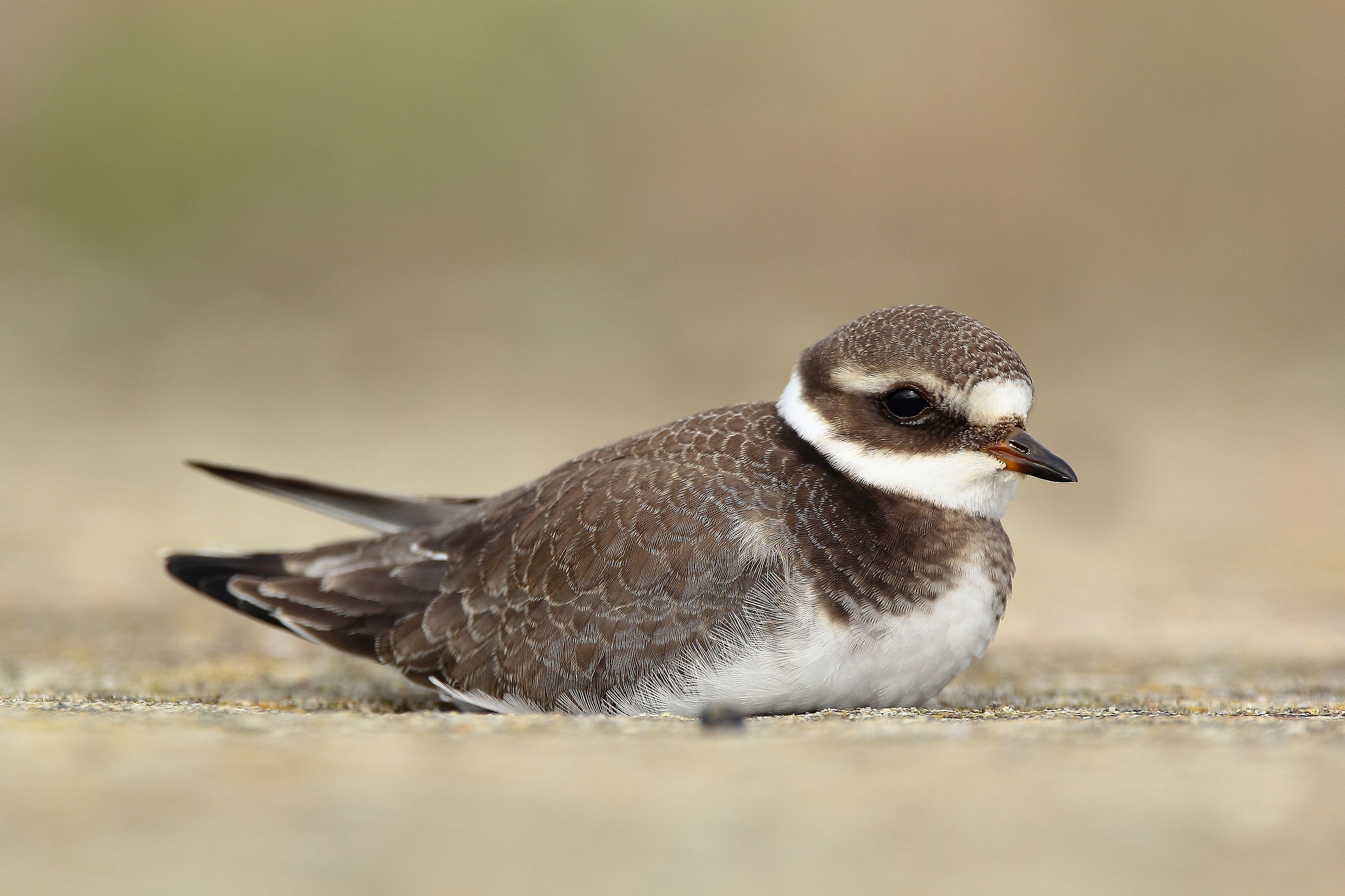 Ringed plover / Charadrius hiaticula /