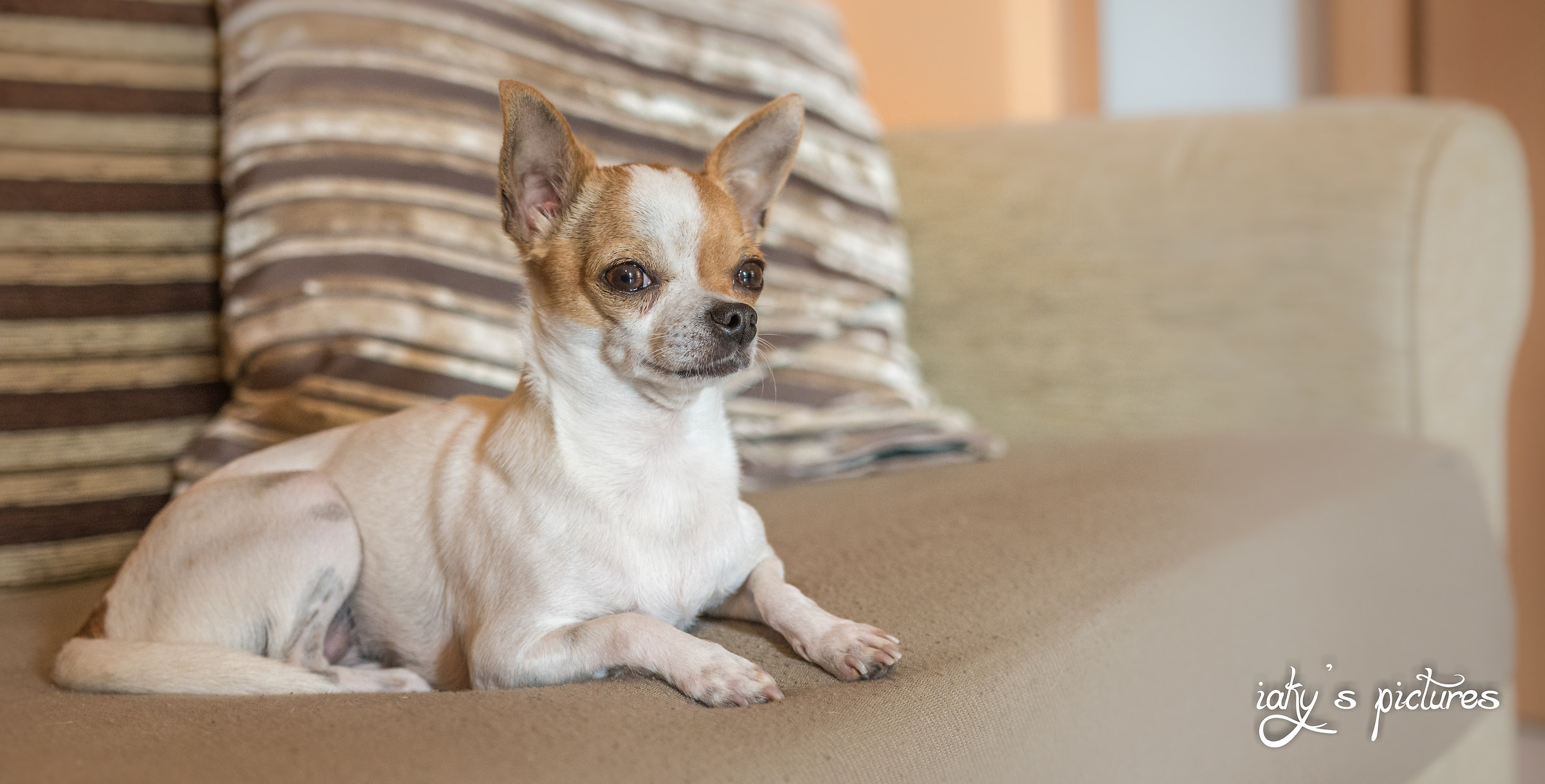 semplicemente daisy...