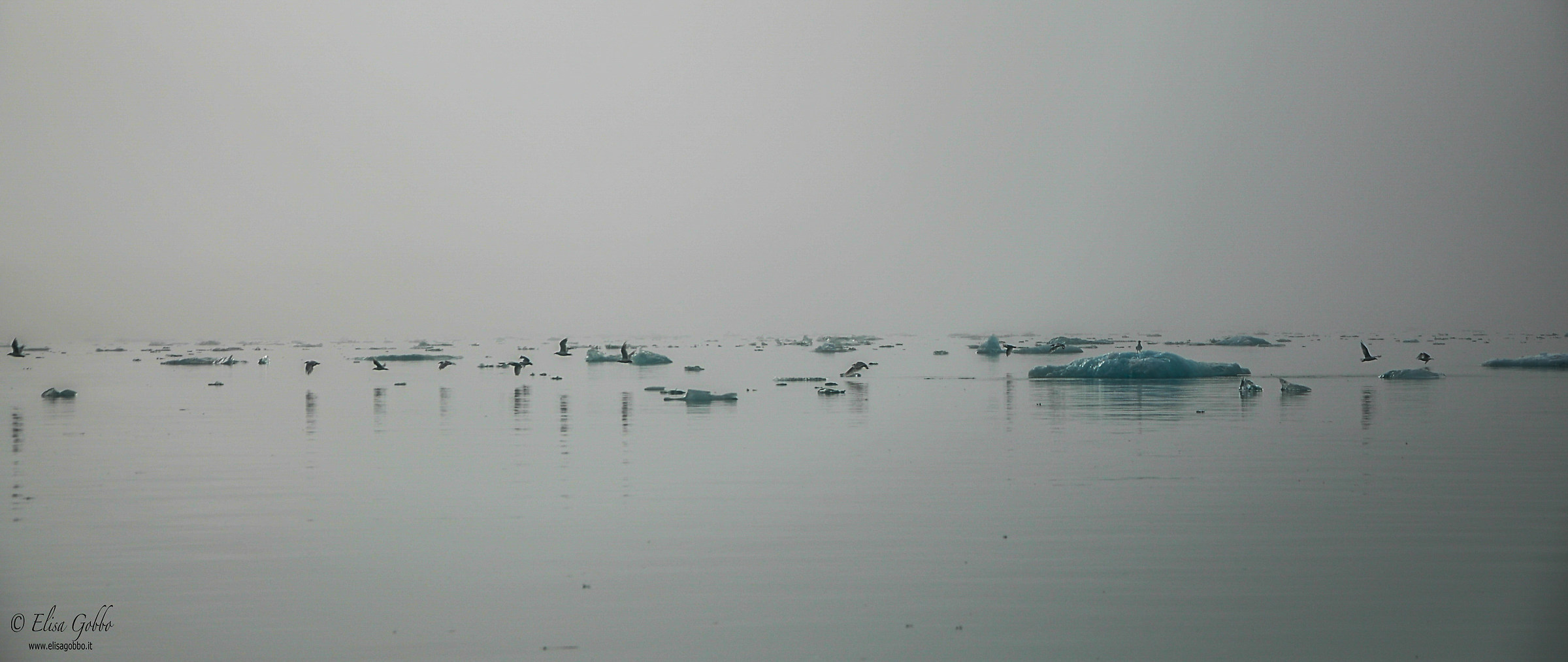 Morning between the fog and icebergs ...