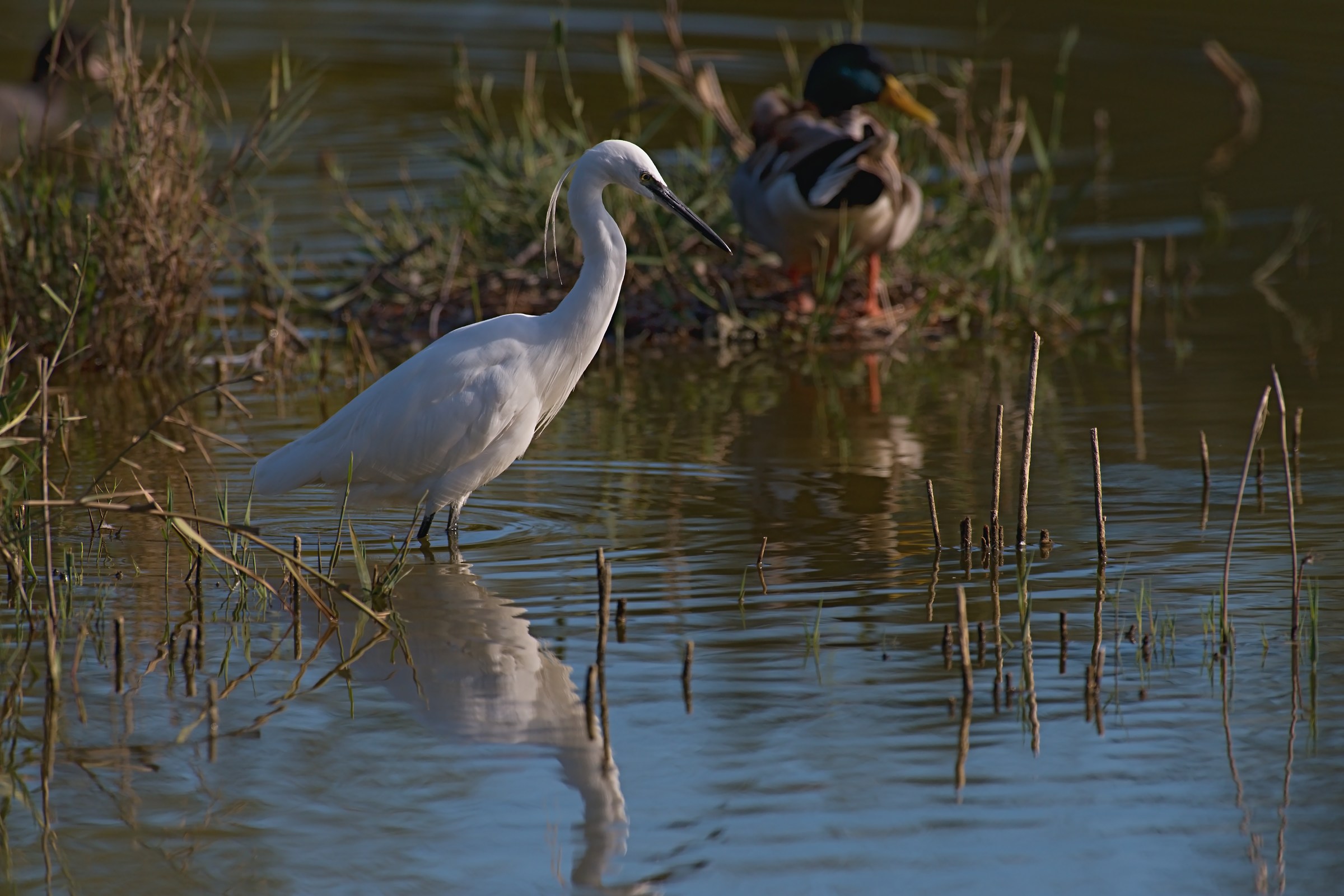 La Garzetta ed il Germanp